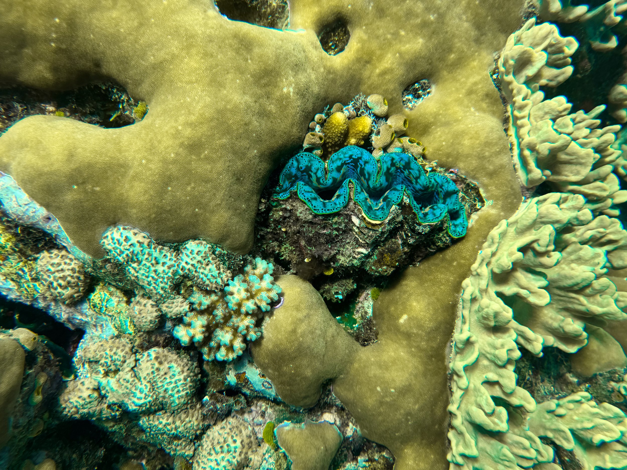 Saxon_Reef_Coral_Garden_05.jpg