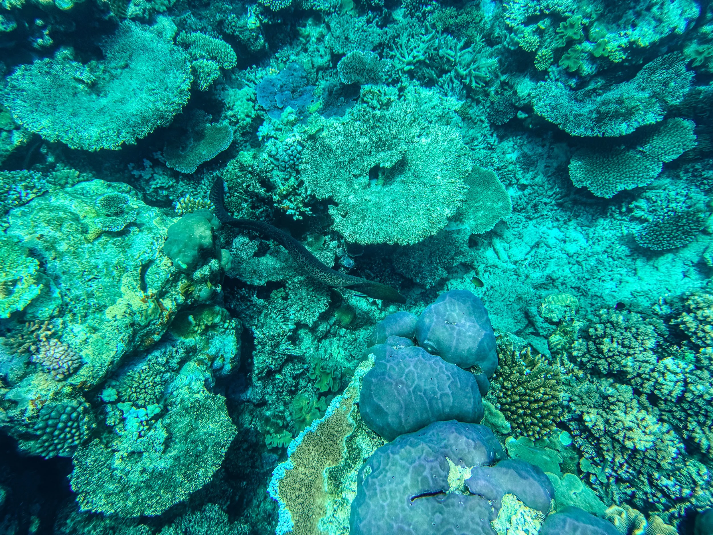 Saxon_Reef_Sandras_06.jpg