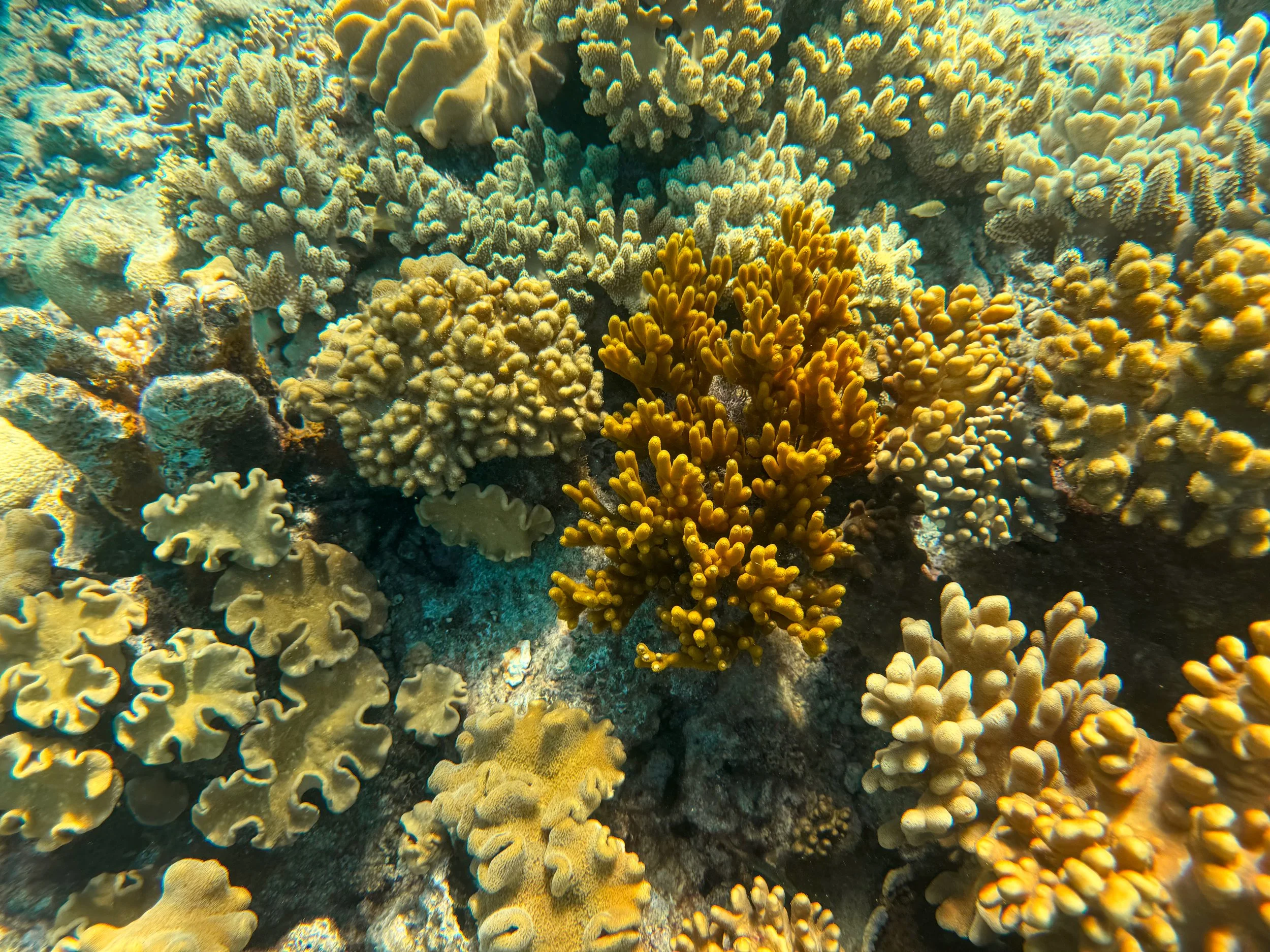 Hastings_Reef_Sandras_04.jpg