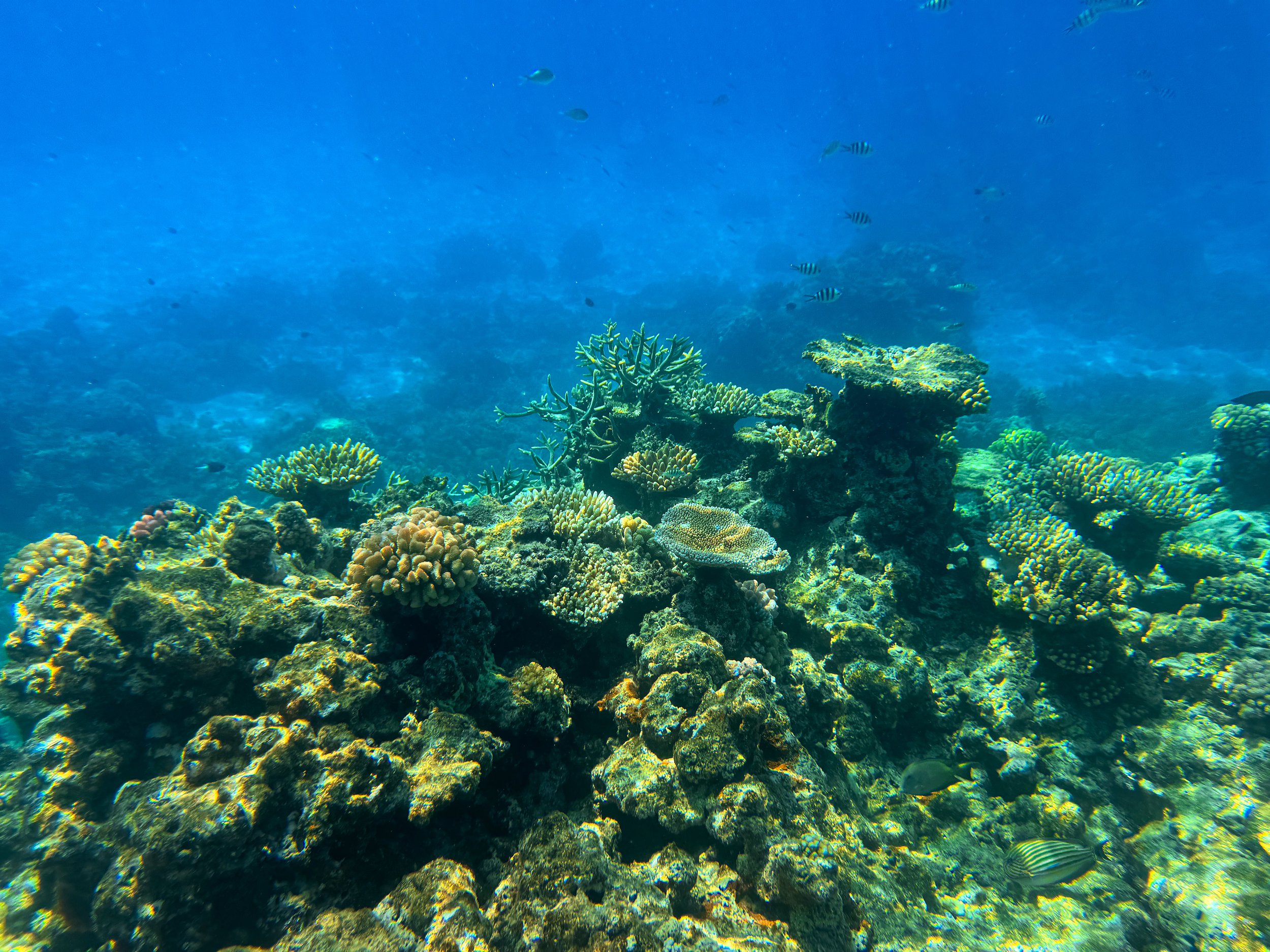 Flynn_Reef_Coral_Garden_02.jpg