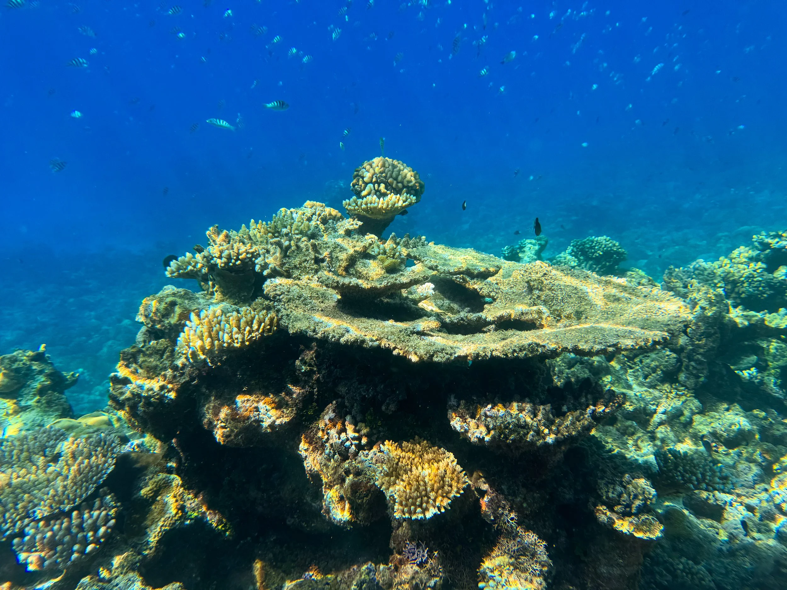 Flynn_Reef_Coral_Garden_01.jpg