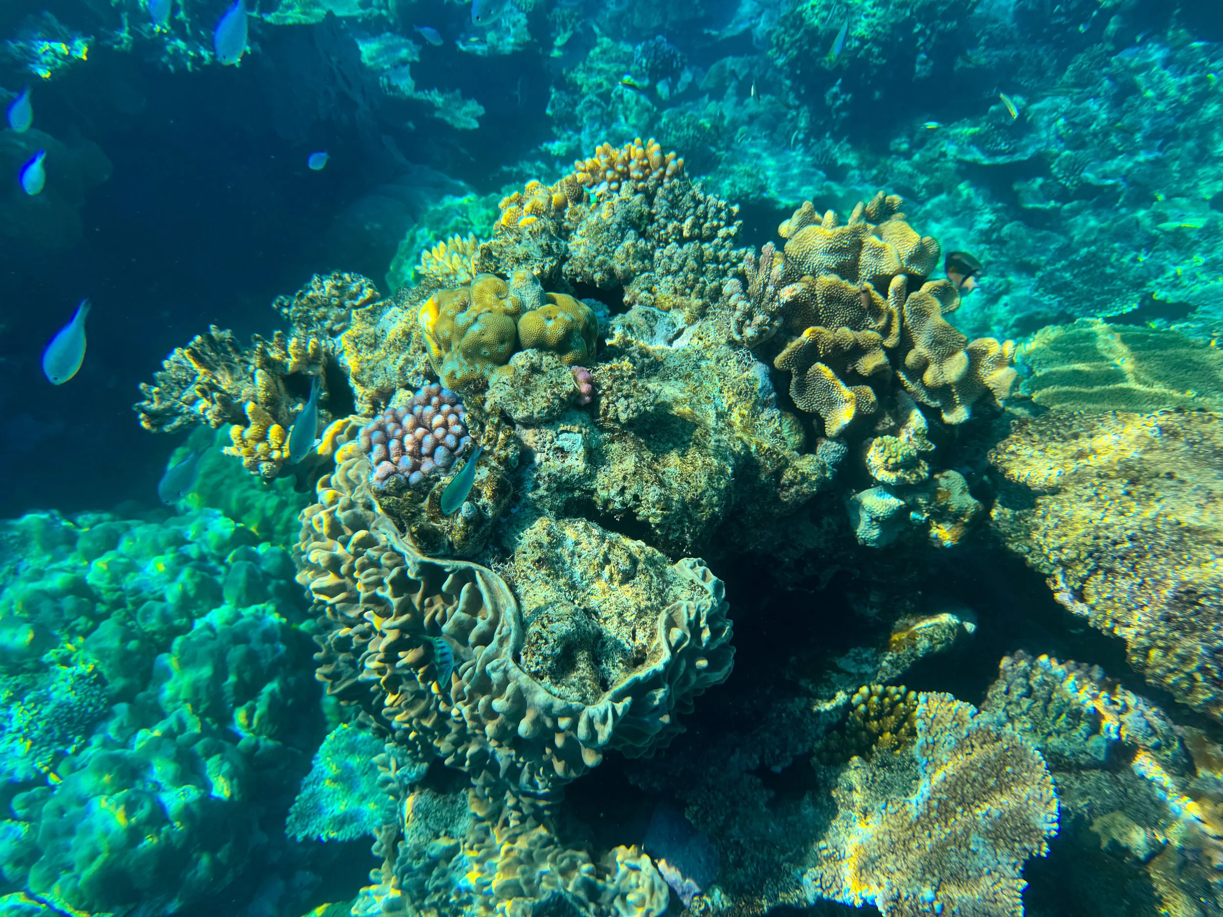 Flynn_Reef_Coral_Garden_04.jpg