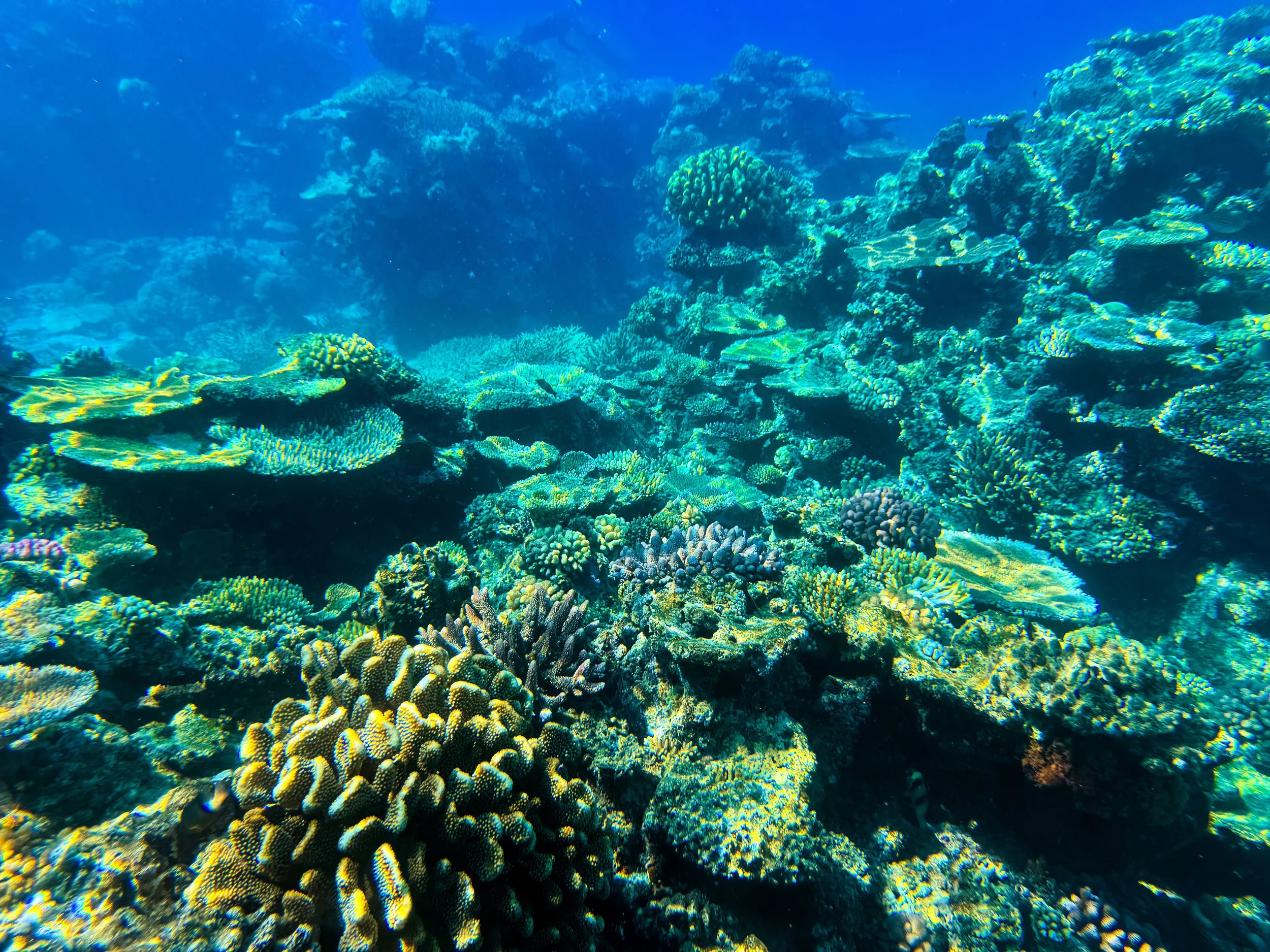 Flynn_Reef_Coral_Garden_03.jpg