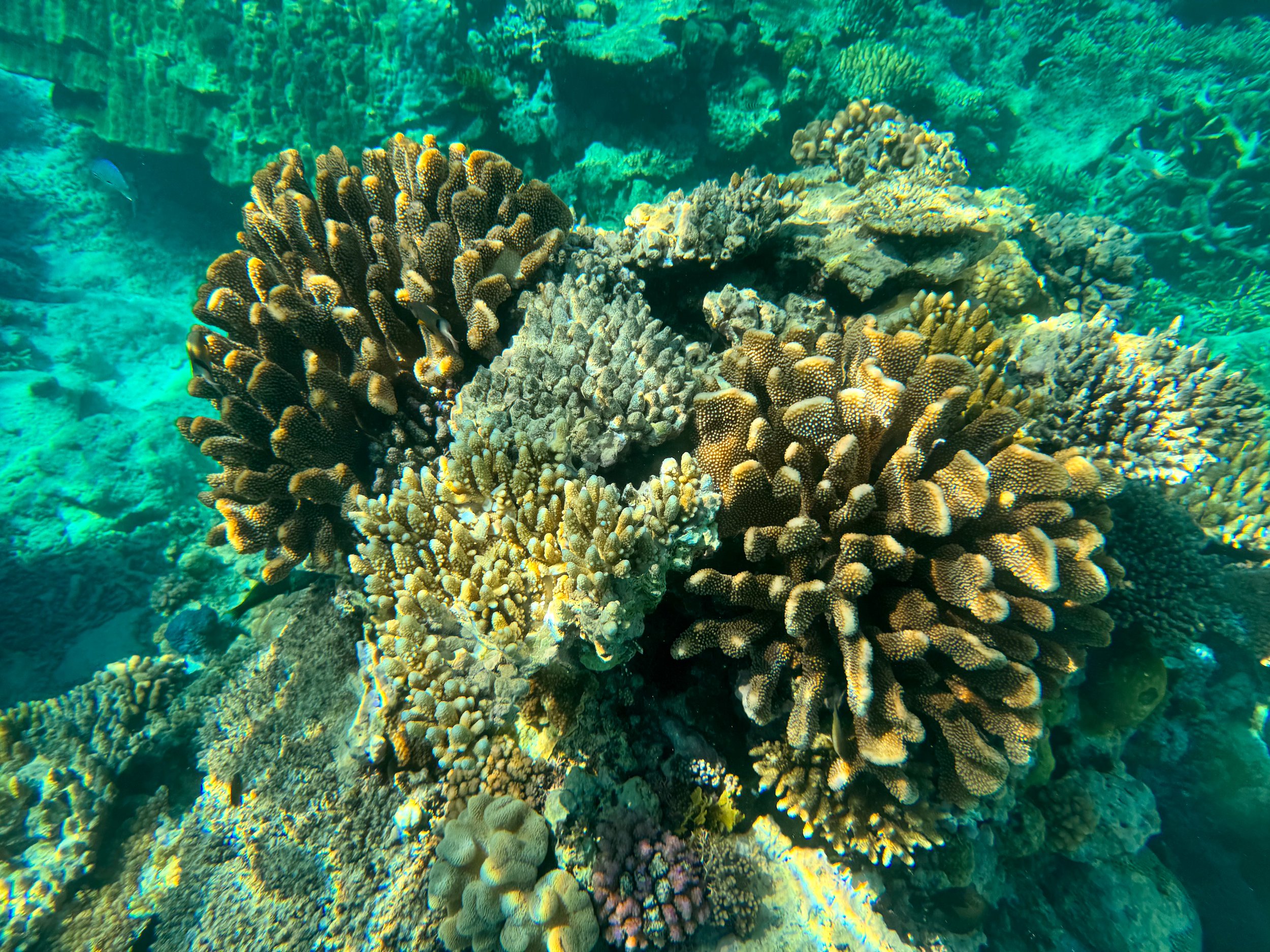 Flynn_Reef_Coral_Garden_05.jpg