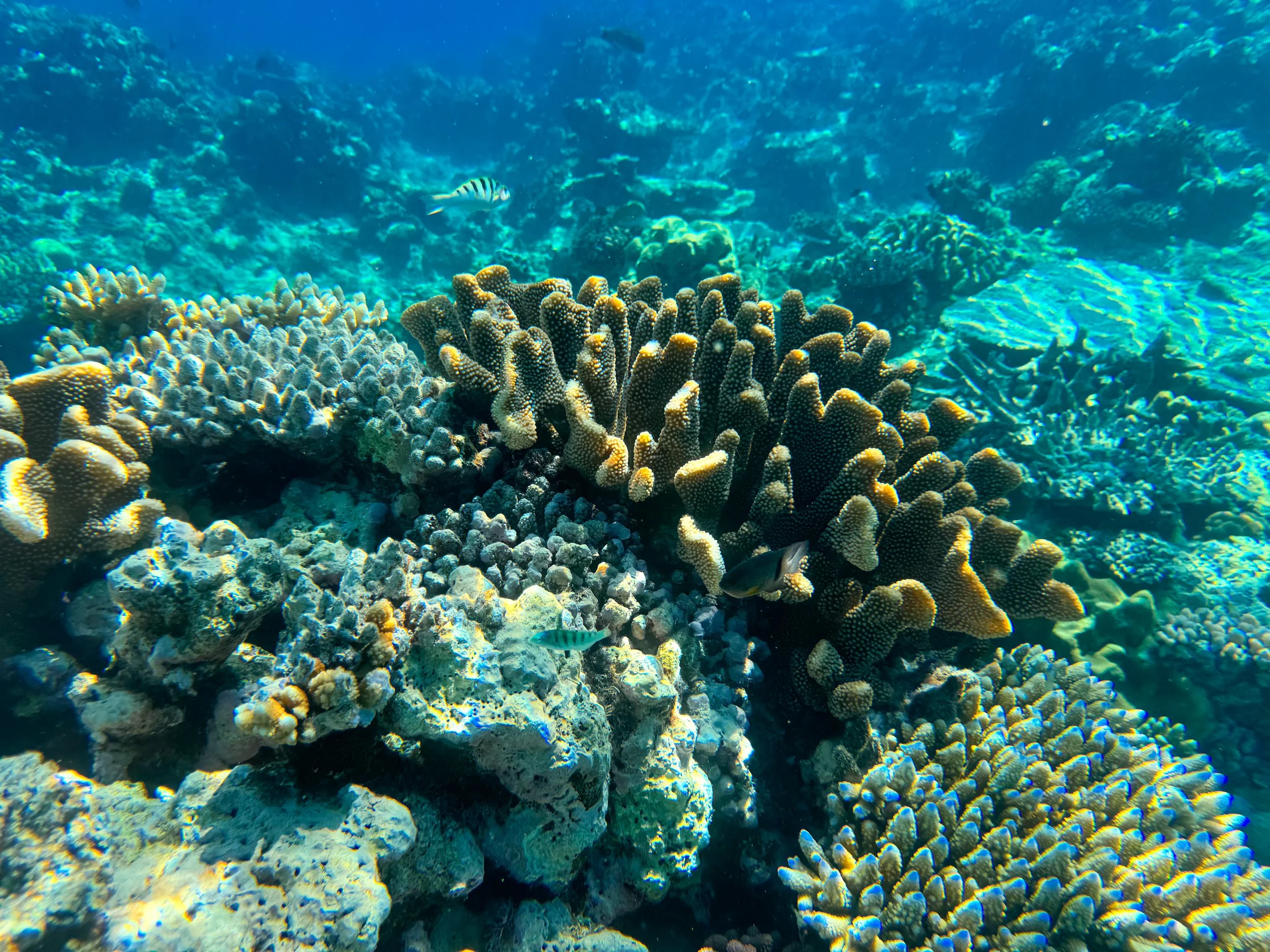 Flynn_Reef_Coral_Garden_06.jpg
