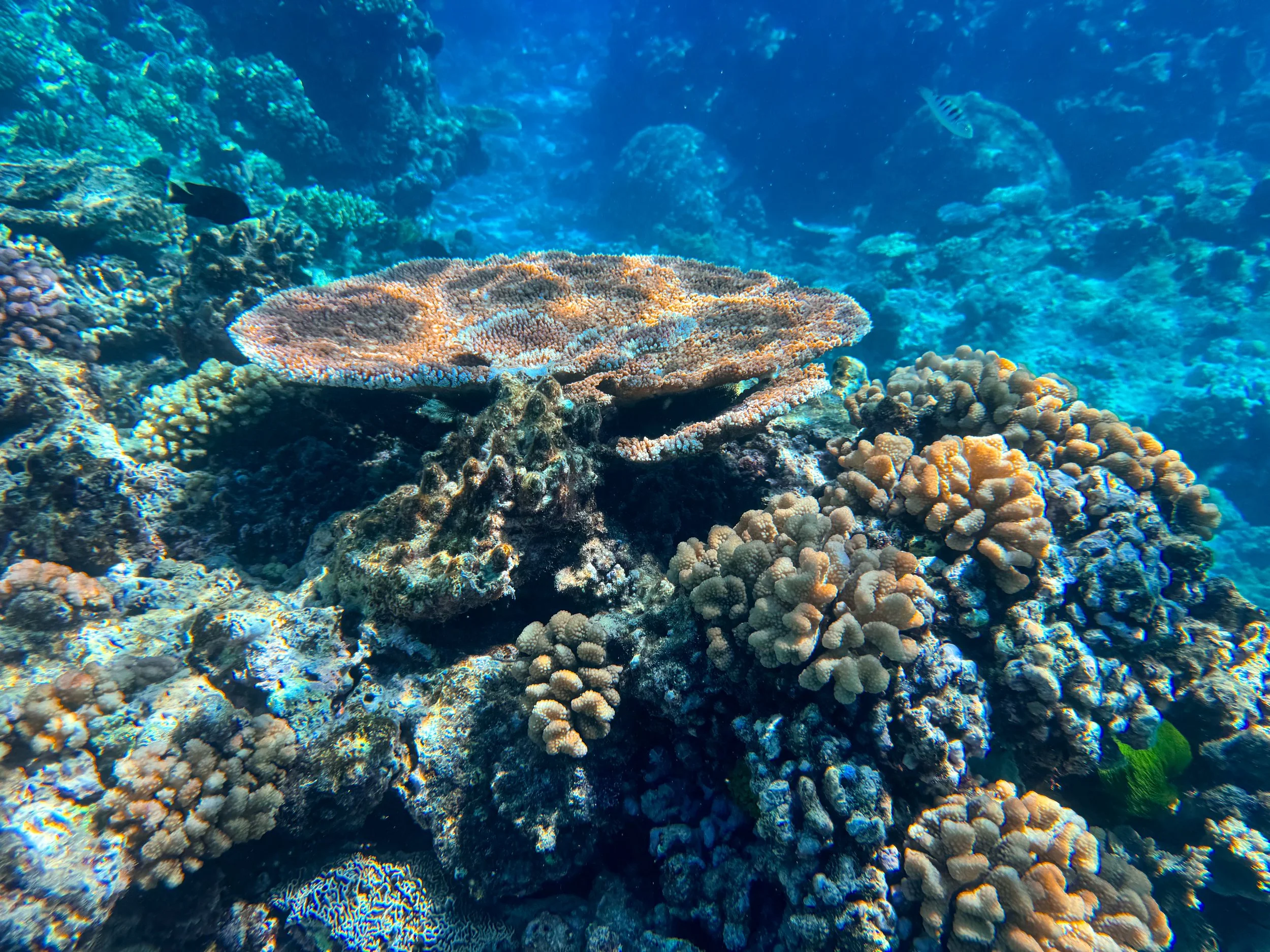 Flynn_Reef_Coral_Garden_07.jpg