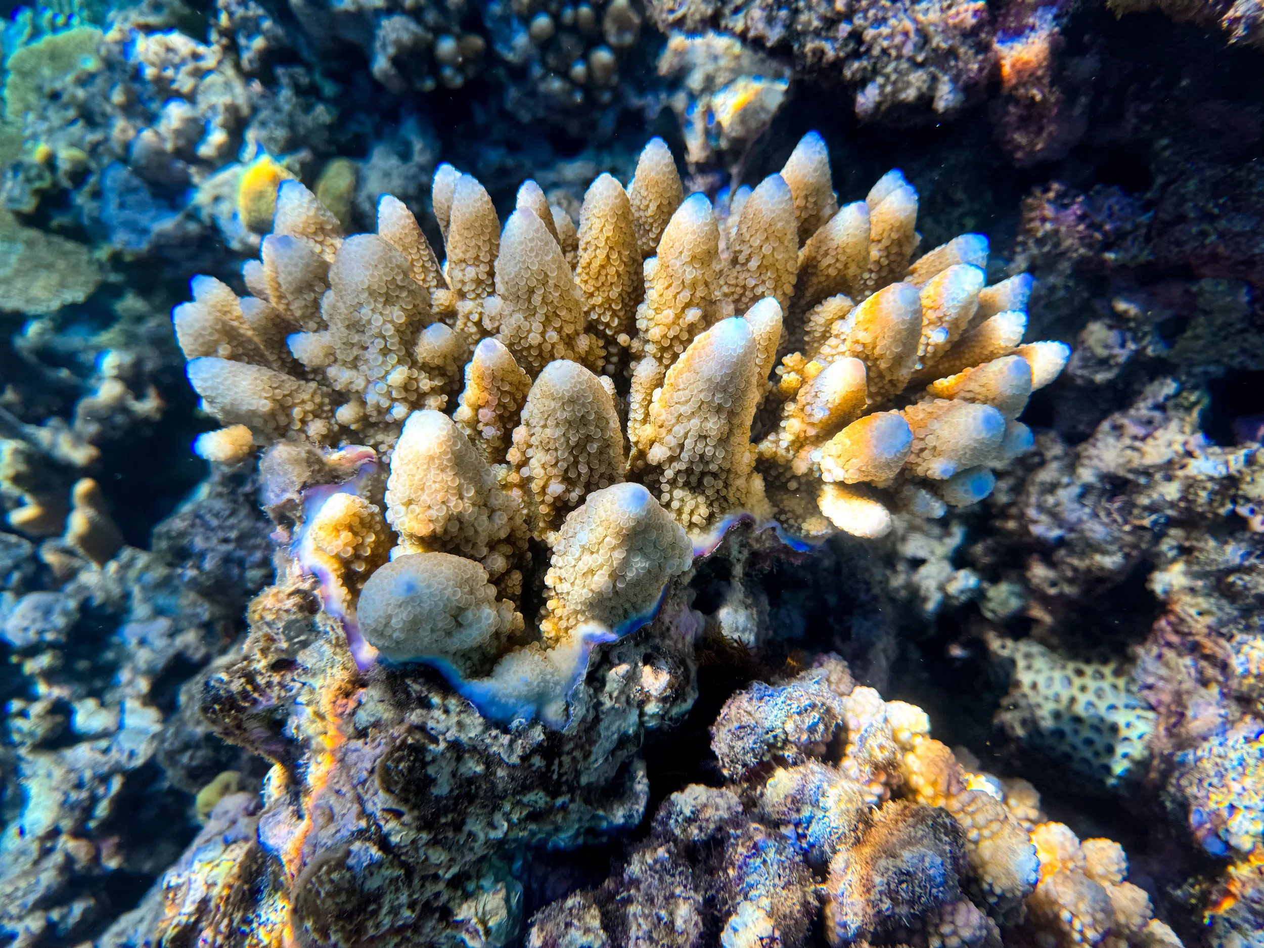 Flynn_Reef_Coral_Garden_08.jpg