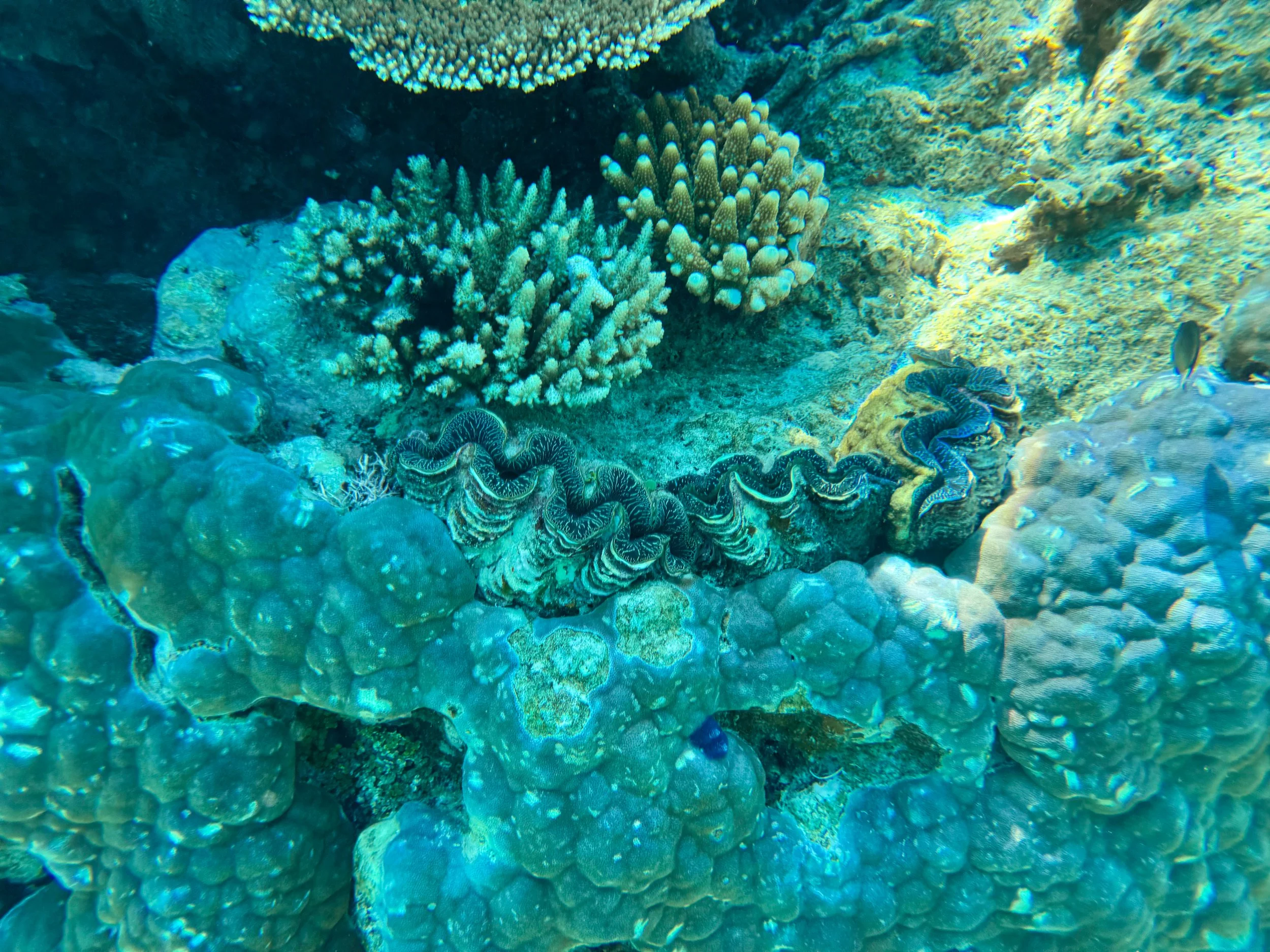 Flynn_Reef_Coral_Garden_12.jpg