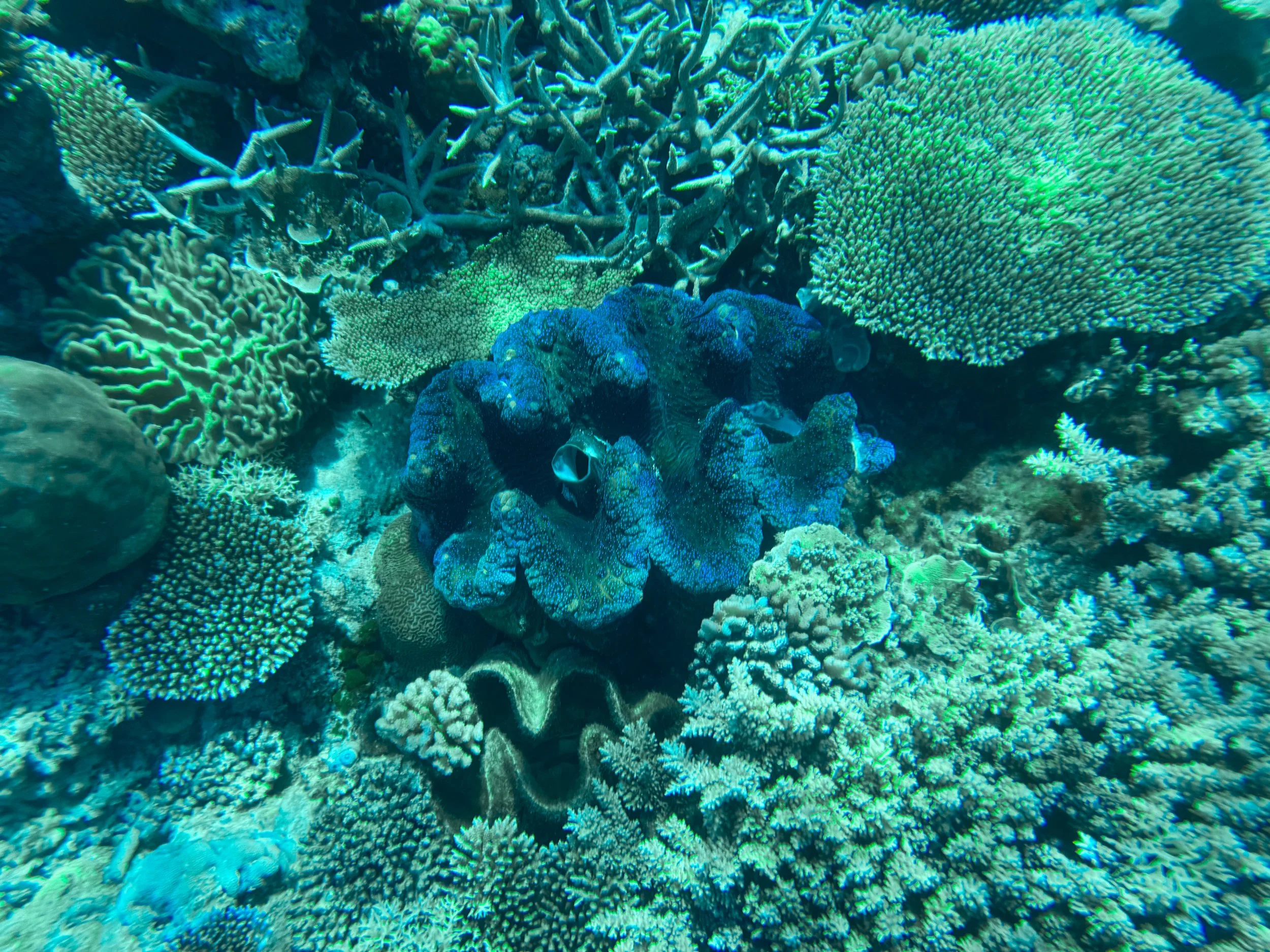 Flynn_Reef_Coral_Garden_13.jpg