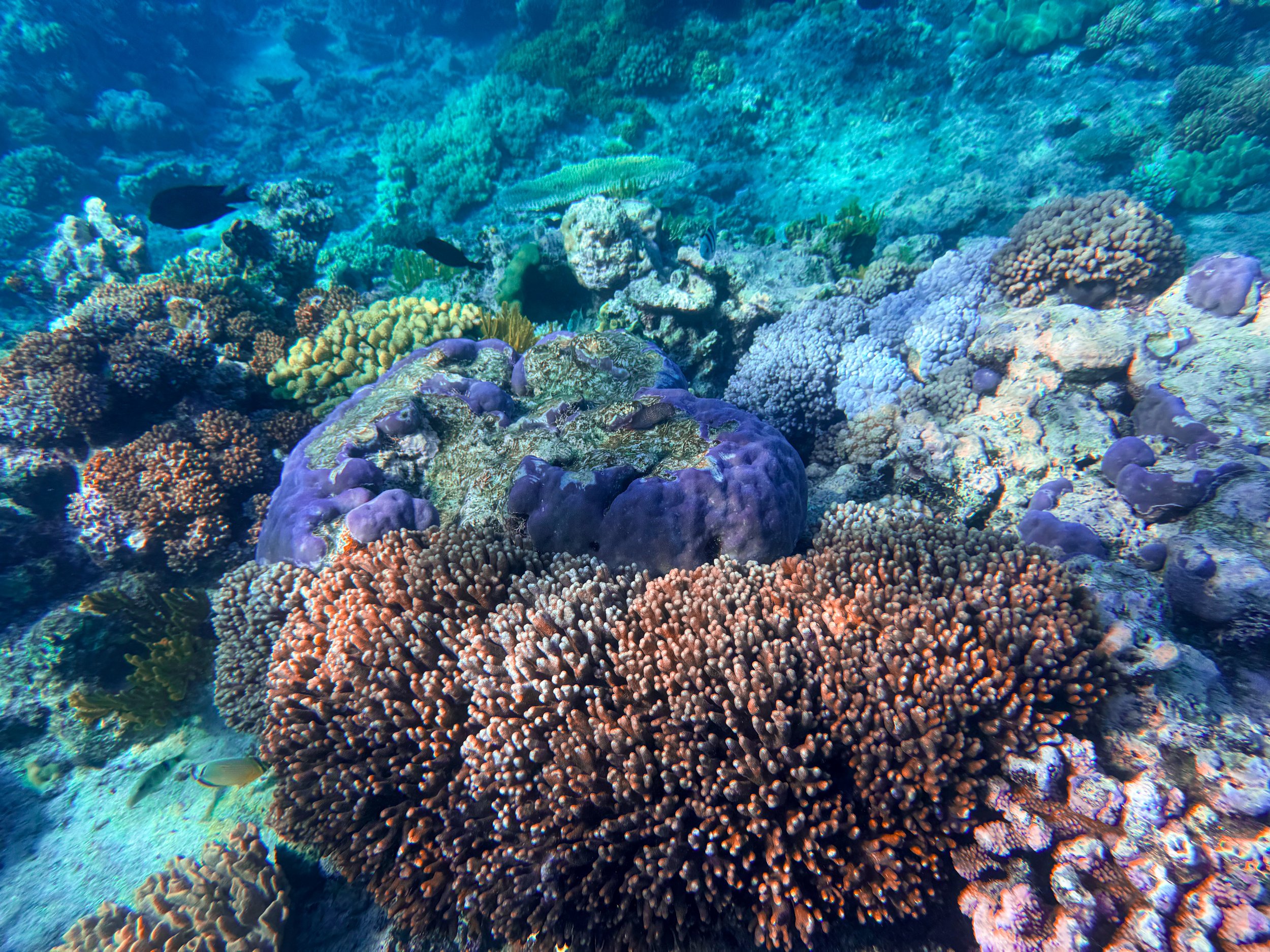 The_Great_Barrier_Reef_04.jpg