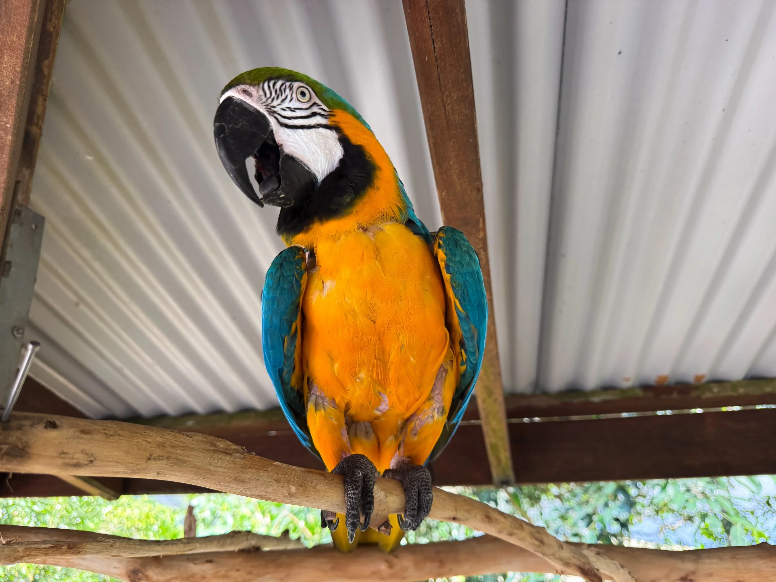 Bird_World_Kuranda_01.jpg