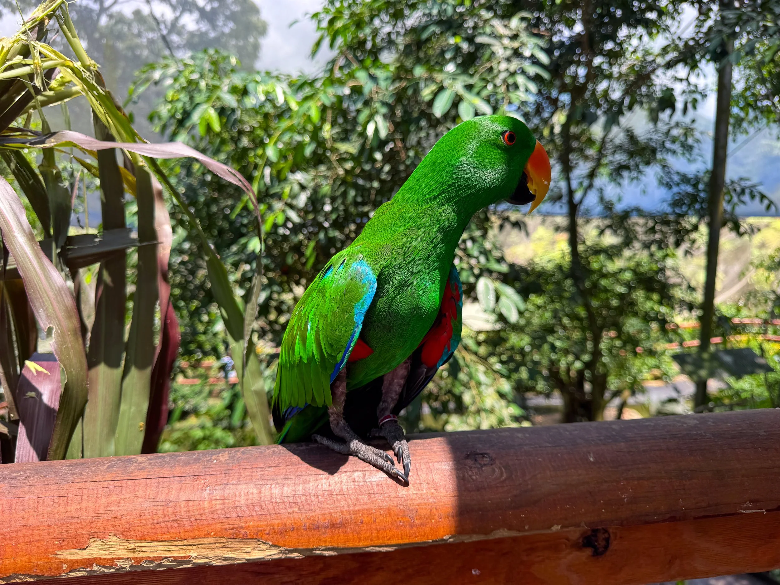 Bird_World_Kuranda_04.jpg
