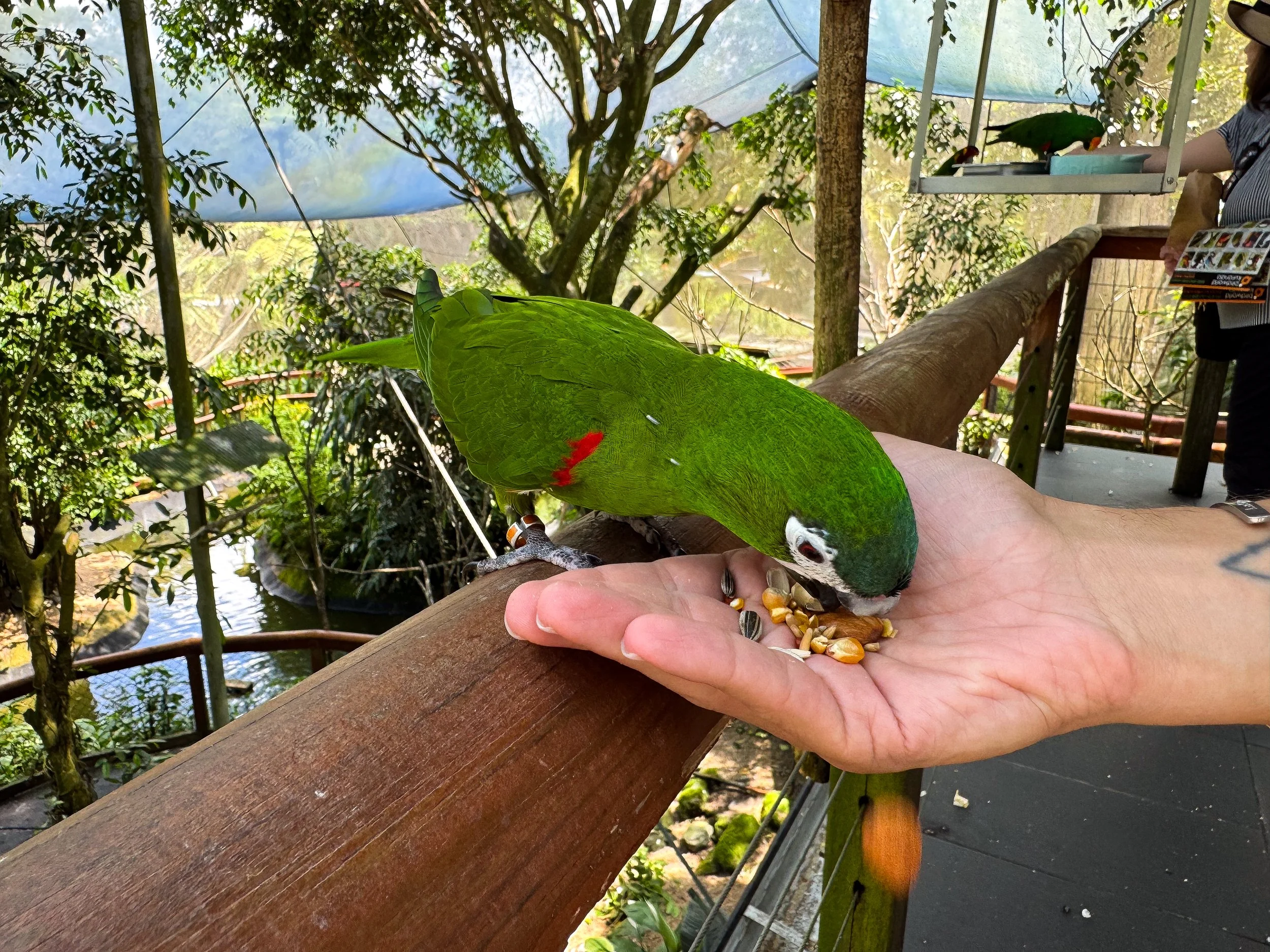 Bird_World_Kuranda_07.jpg