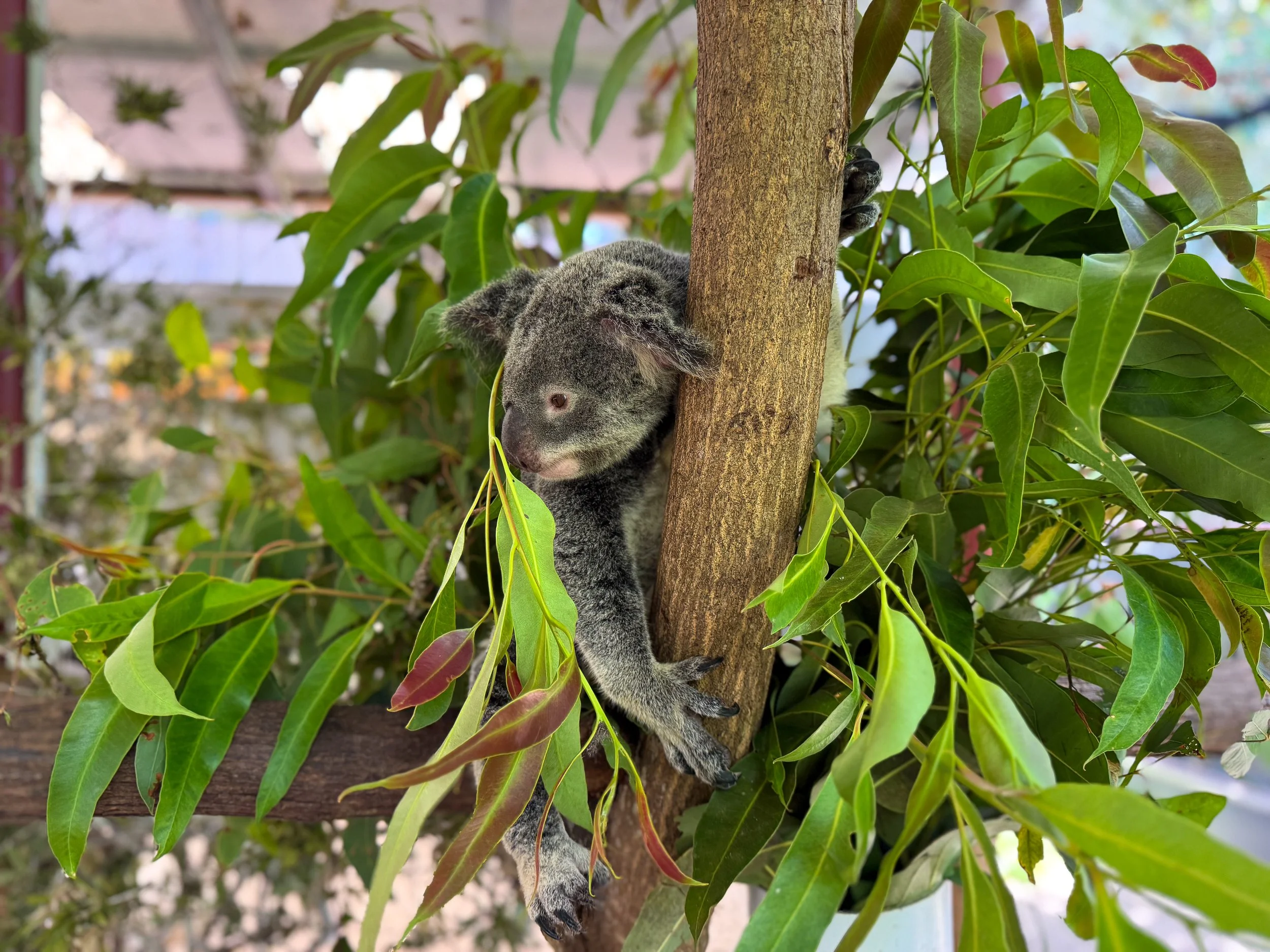 Kuranda_Koala_Gardens_02.jpg
