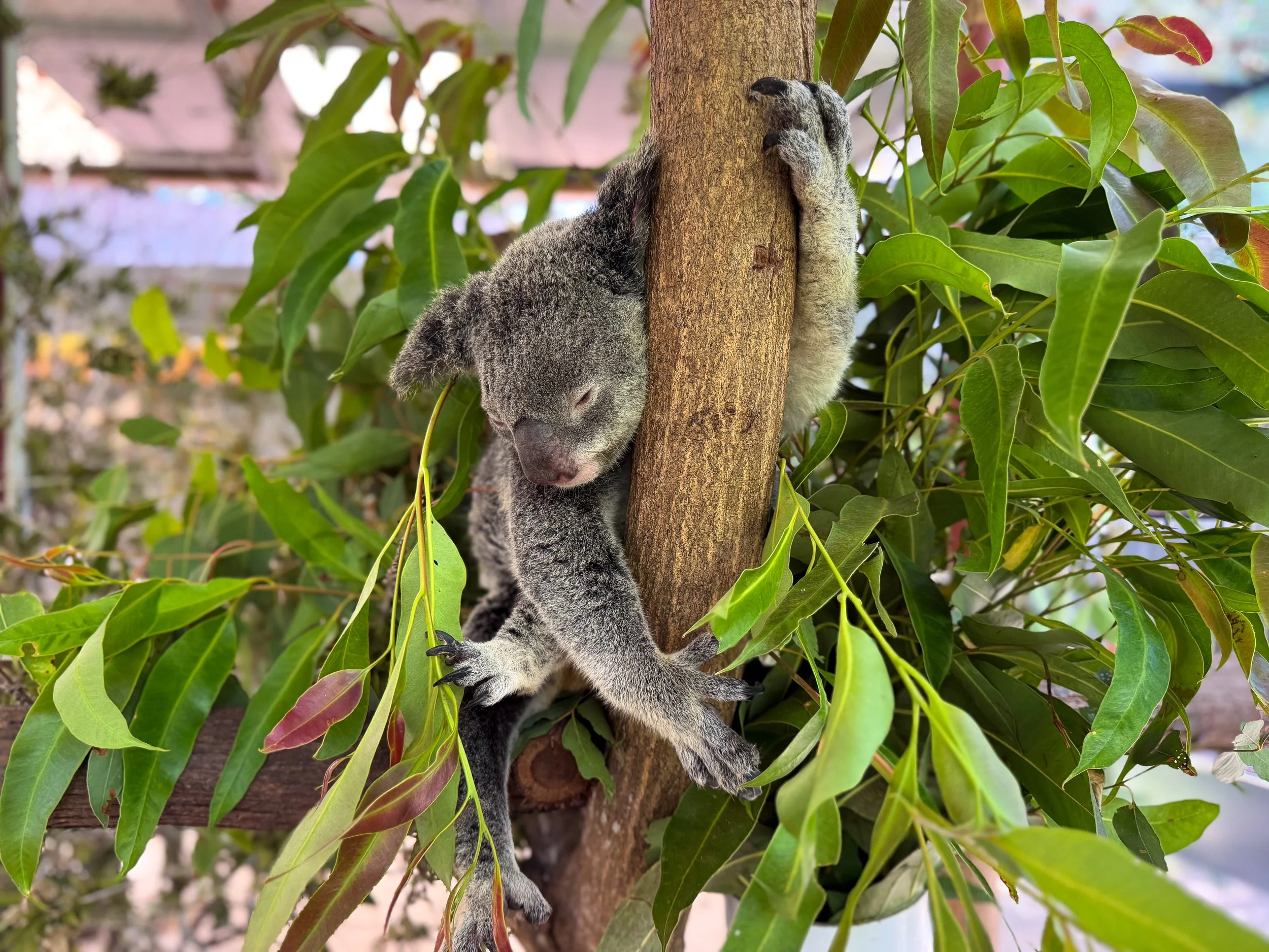 Kuranda_Koala_Gardens_01.jpg