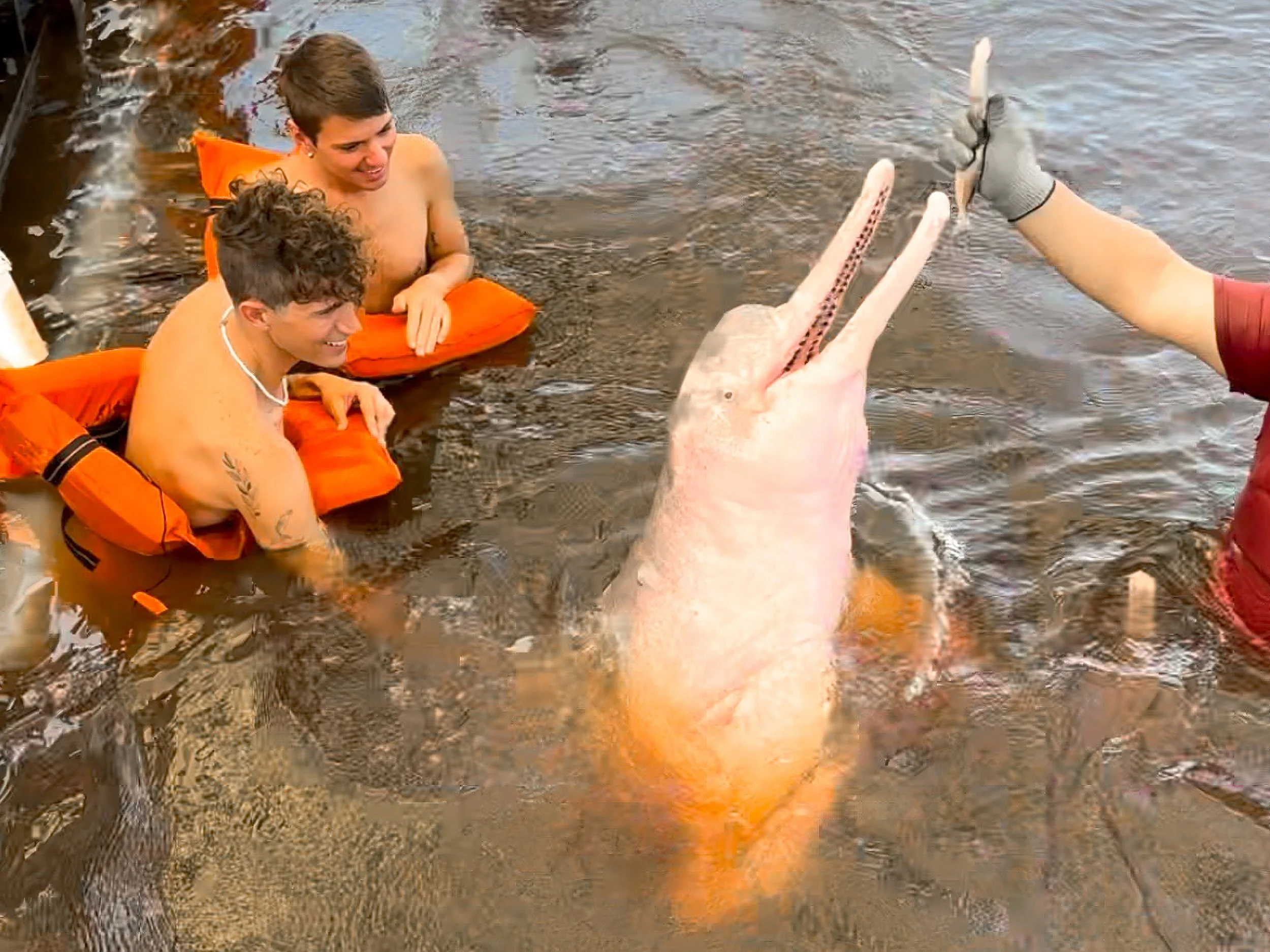Pink_River_Dolphin_01.jpg
