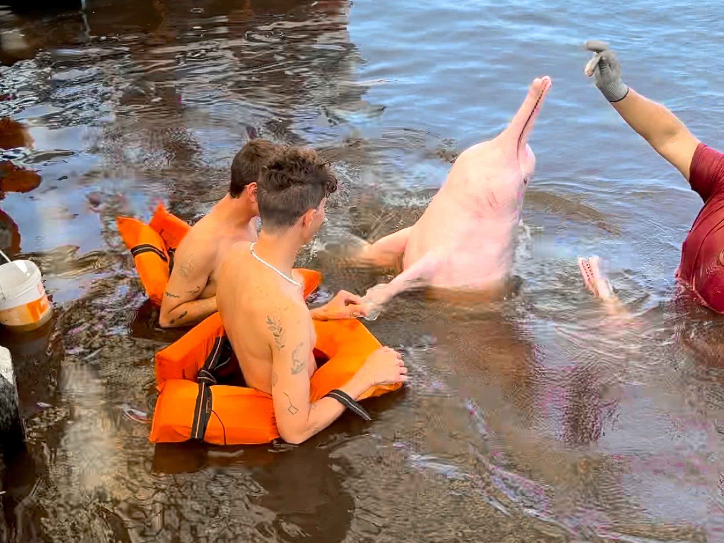 Pink_River_Dolphin_02.jpg