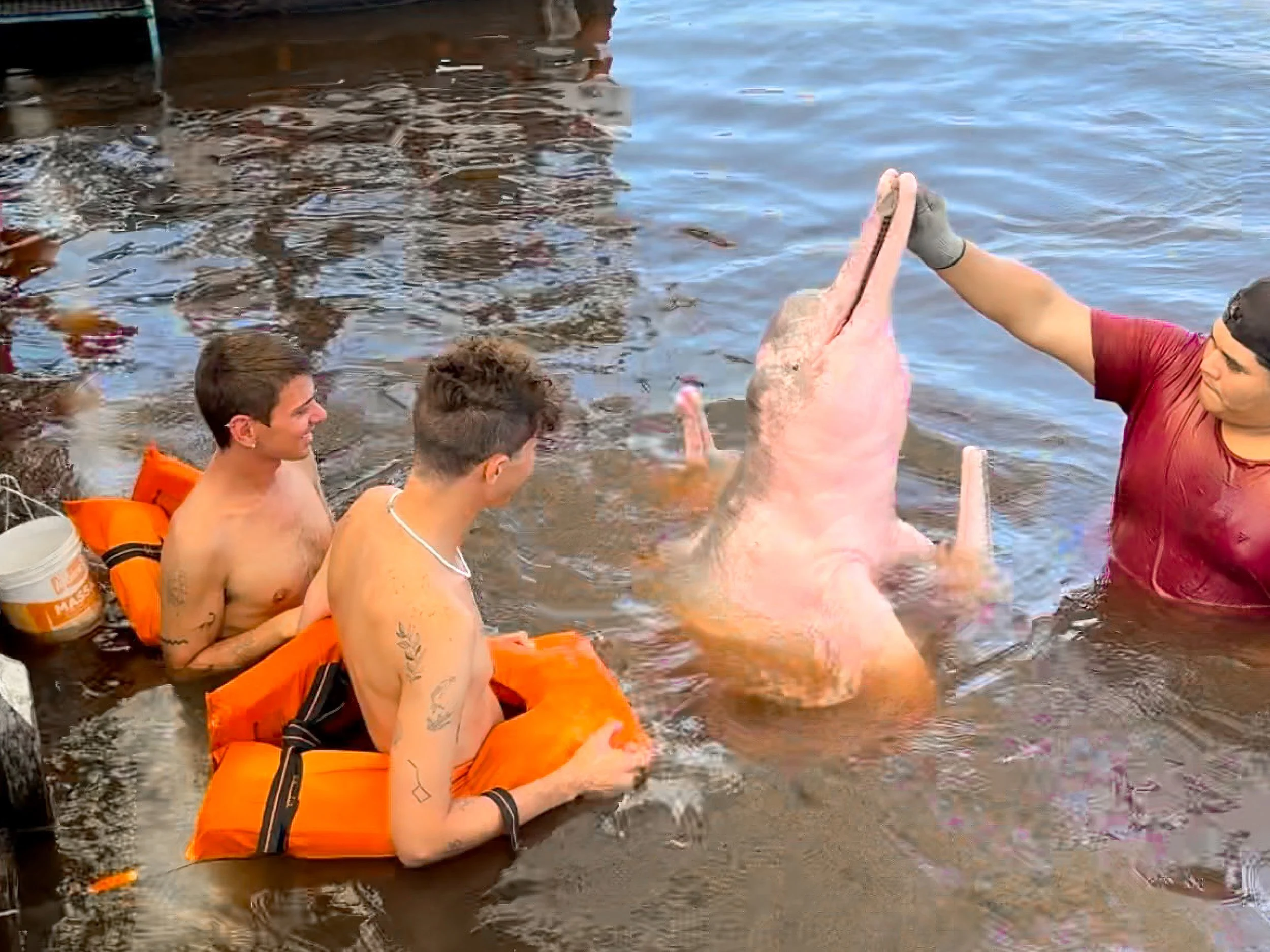Pink_River_Dolphin_03.jpg