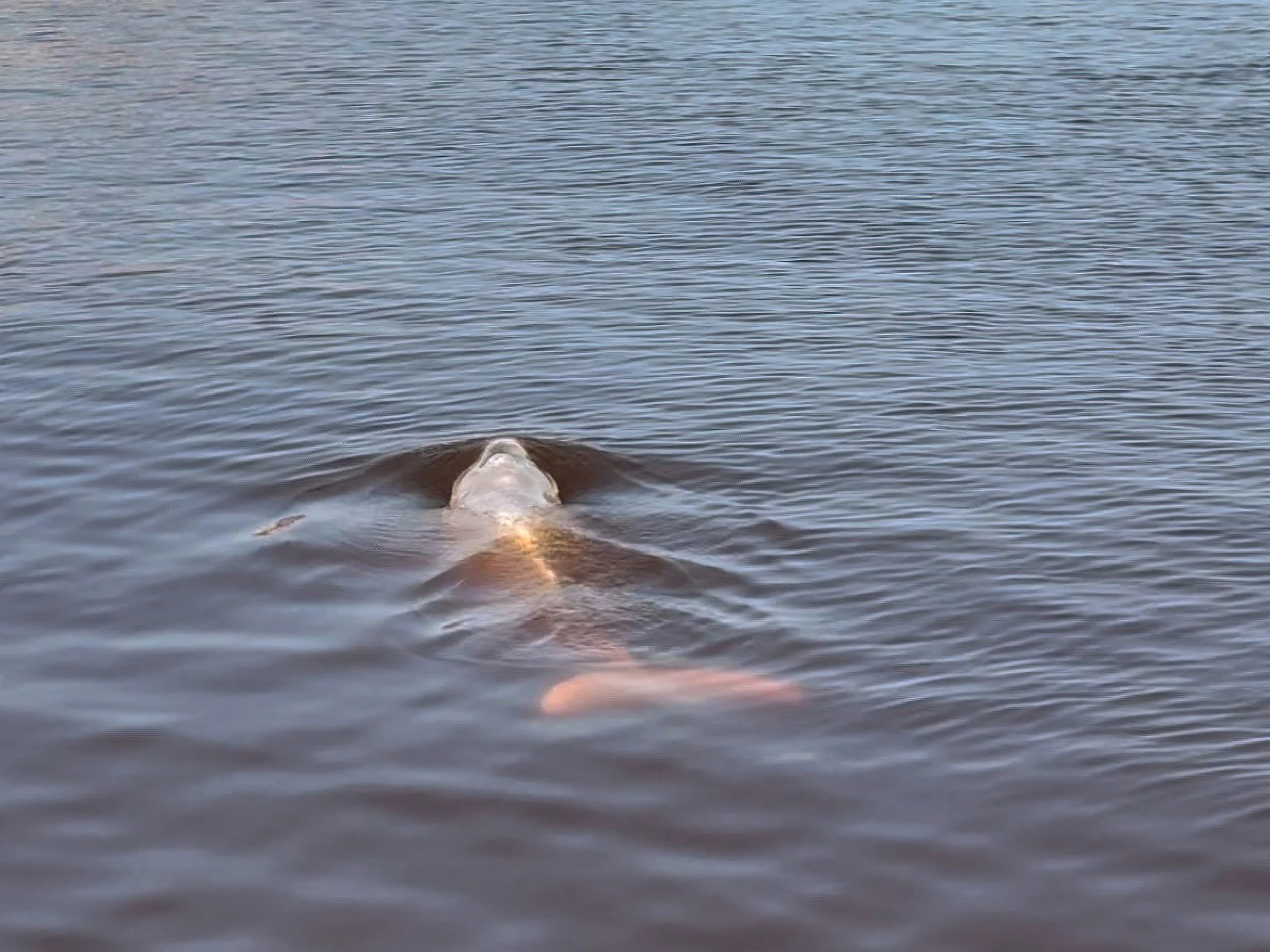 Pink_River_Dolphin_05.jpg