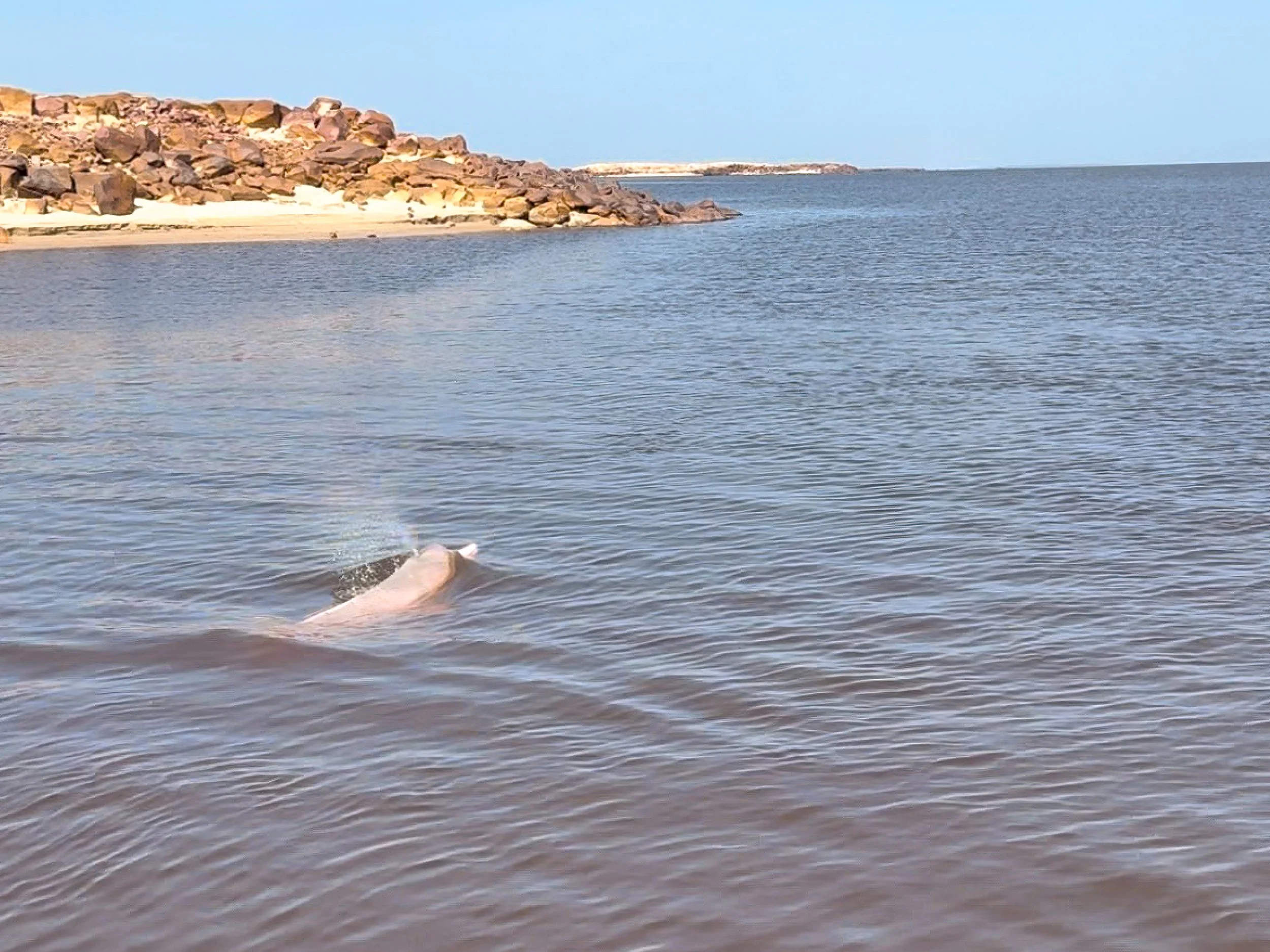 Pink_River_Dolphin_06.jpg