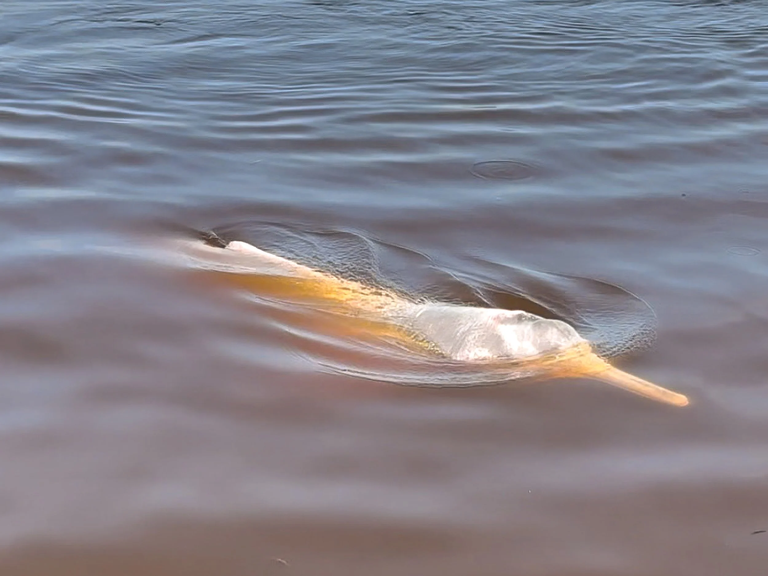 Pink_River_Dolphin_07.jpg