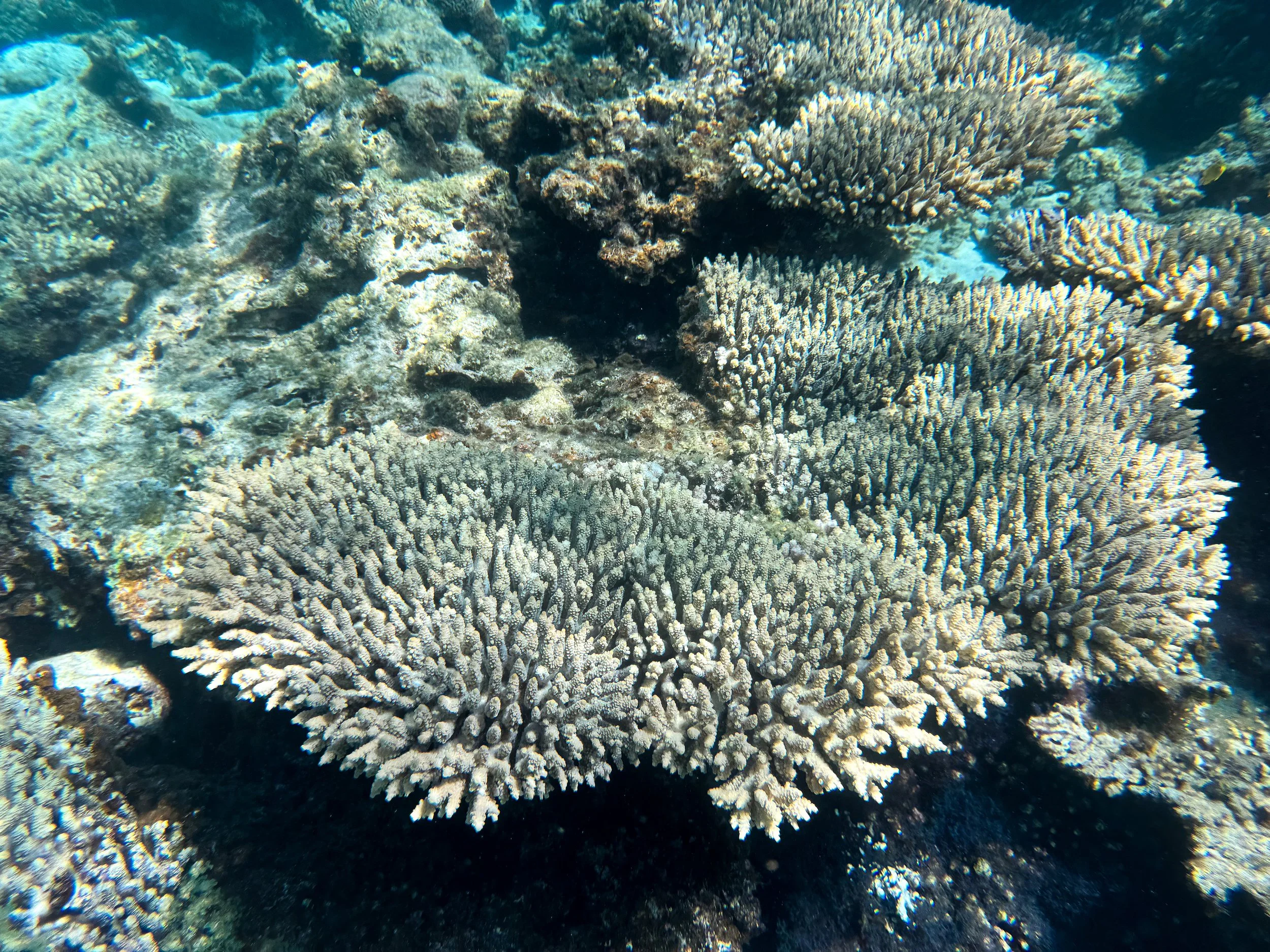 Ningaloo_Reef_15.jpg