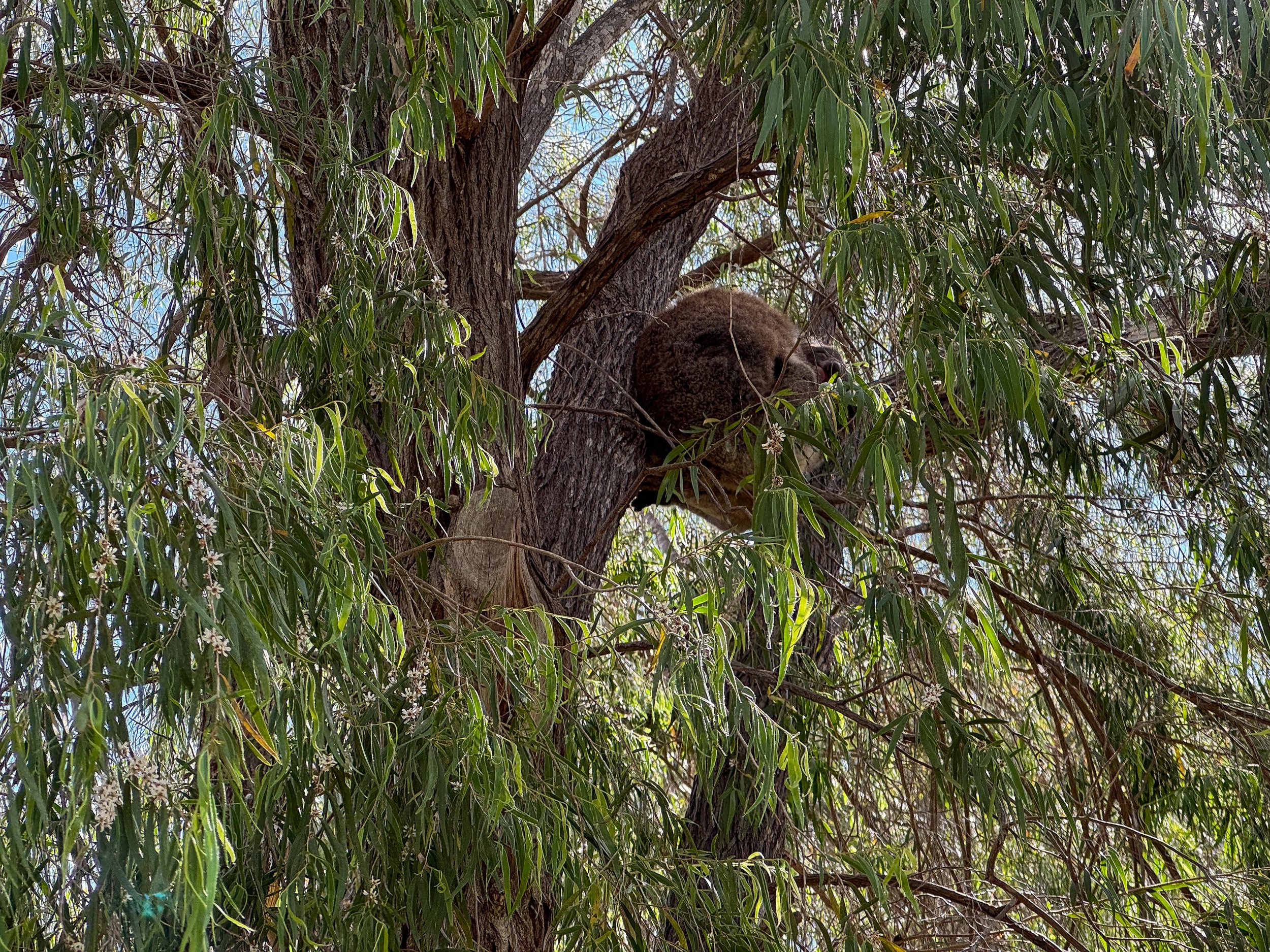 Yanchep_National_Park_06.jpg