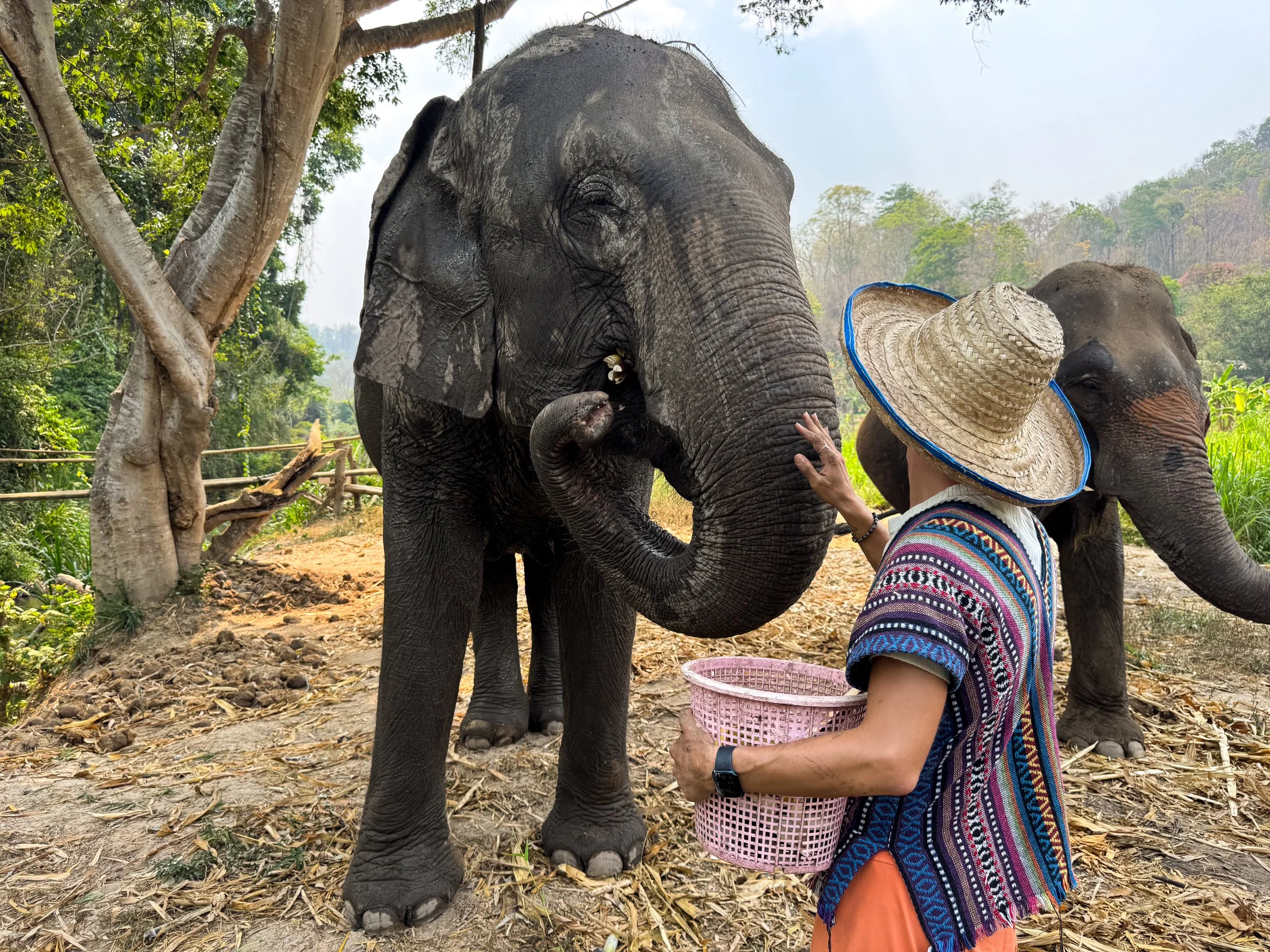 Chiang_Mai_Elephant_Home_04.jpg