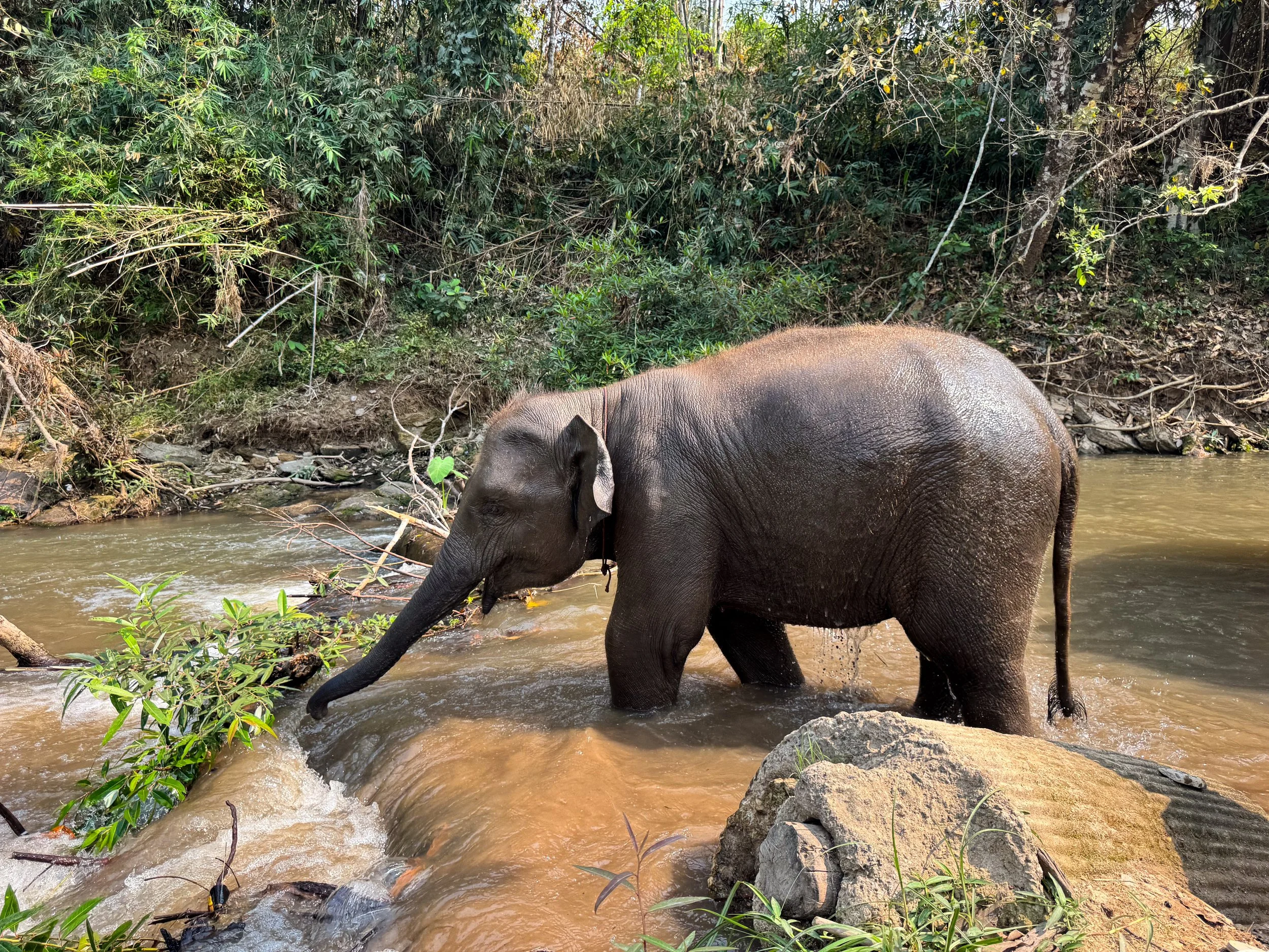 Chiang_Mai_Elephant_Home_06.jpg