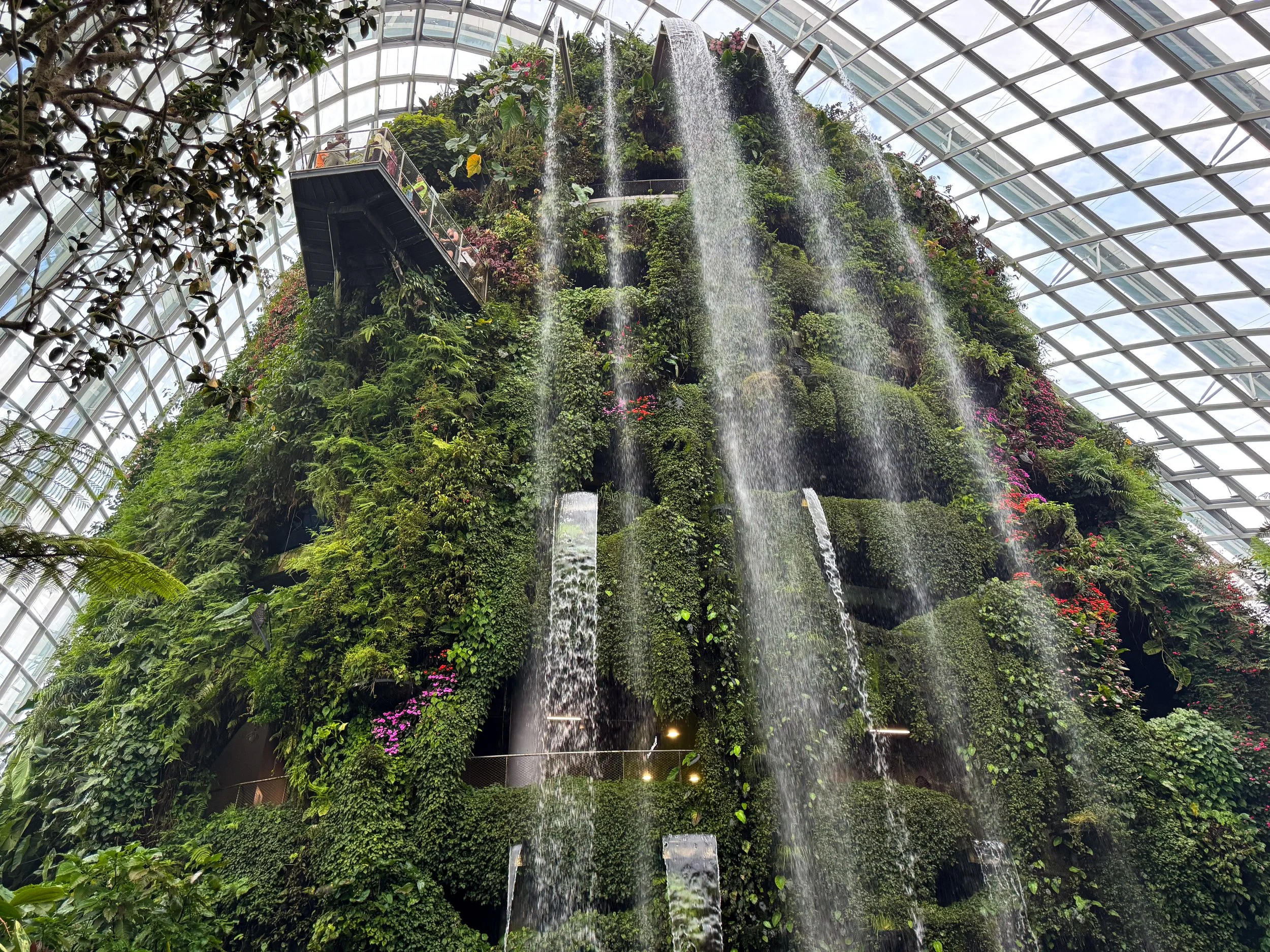 Cloud_Forest_02.jpg