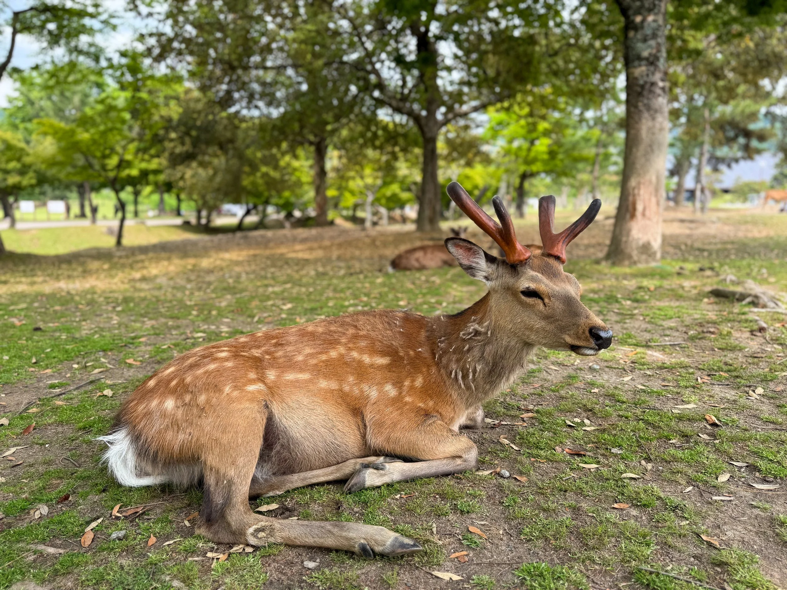 Nara_Deer_Park_02.jpg