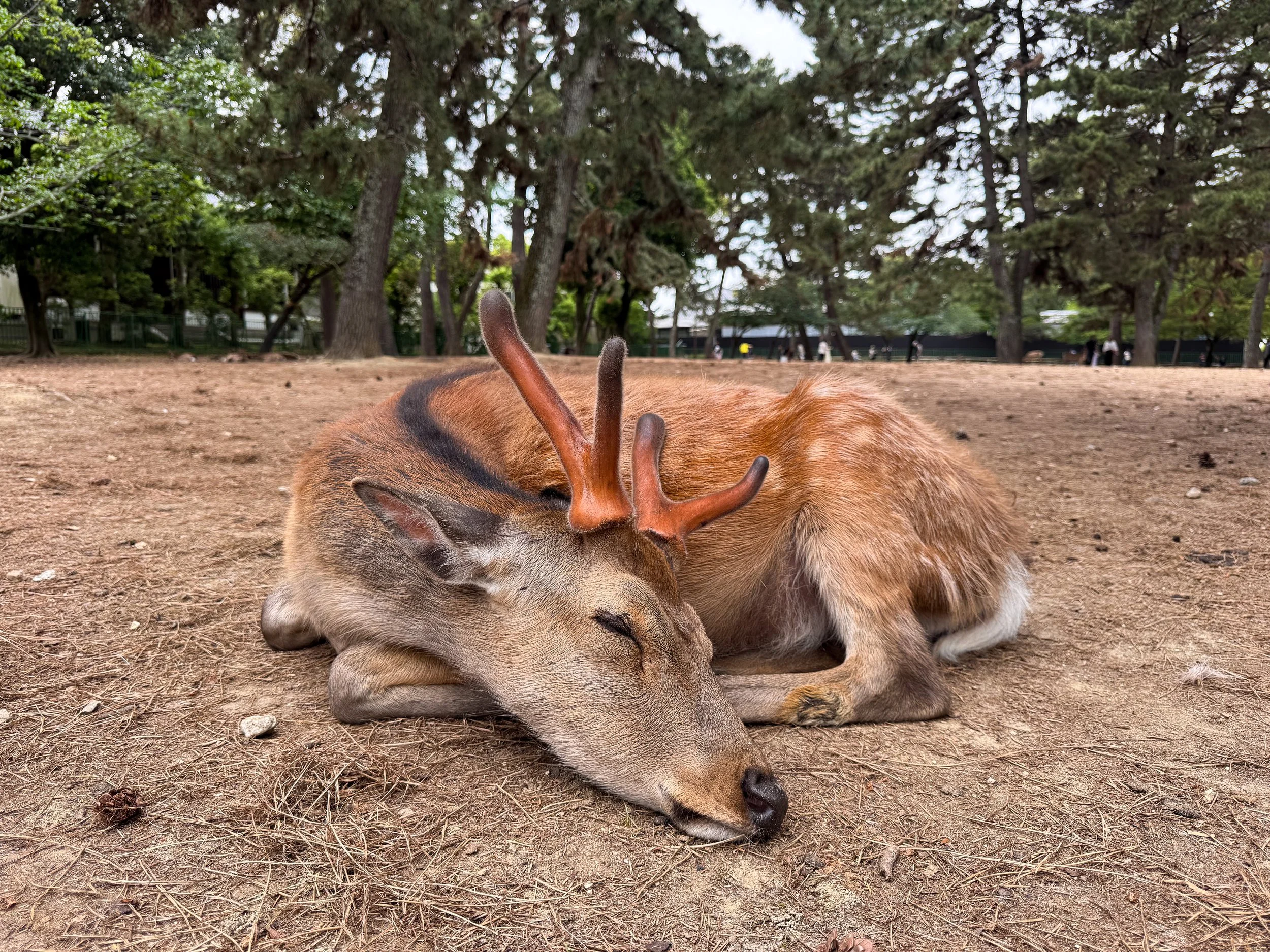 Nara_Deer_Park_01.jpg