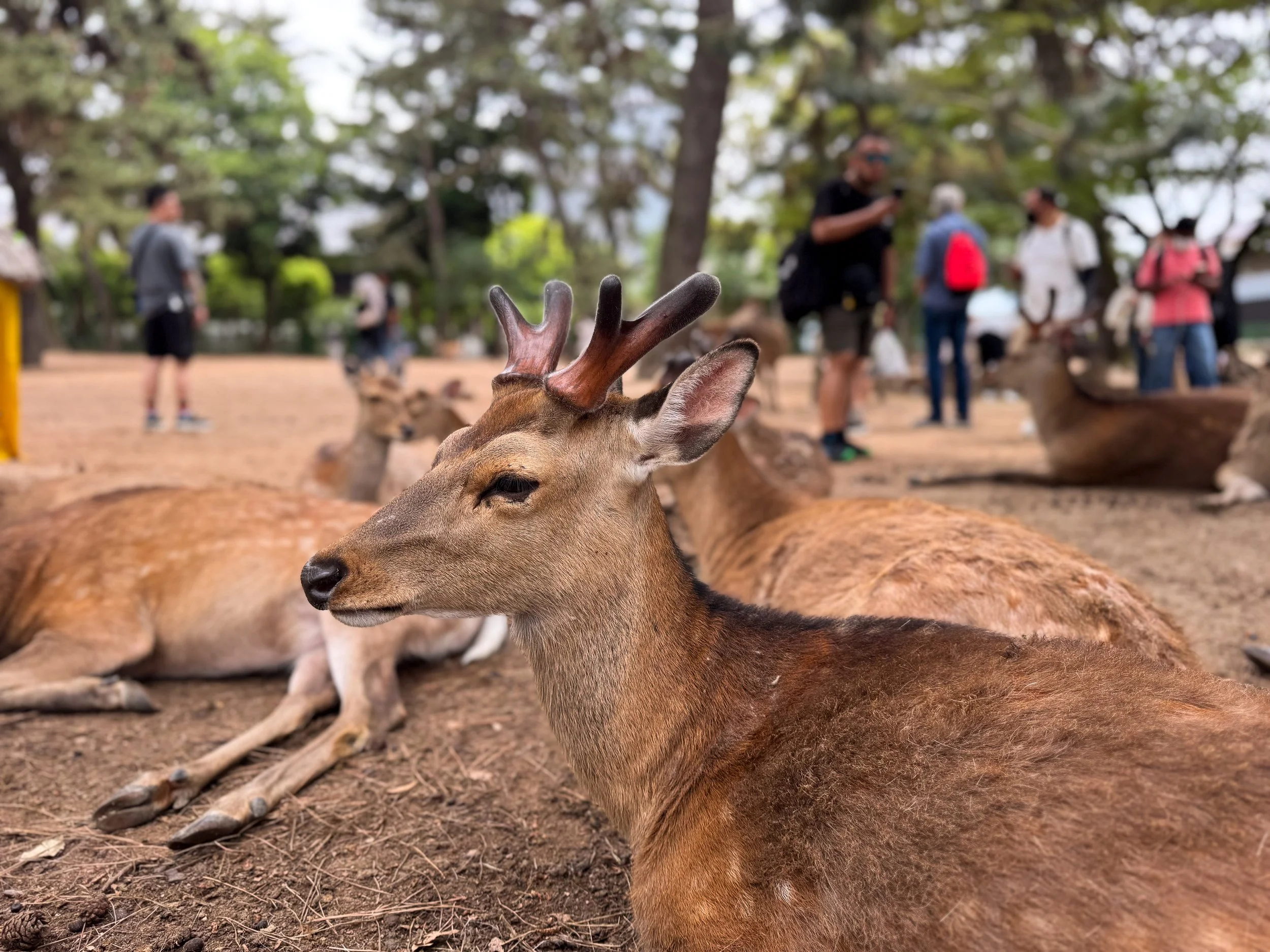 Nara_Deer_Park_03.jpg