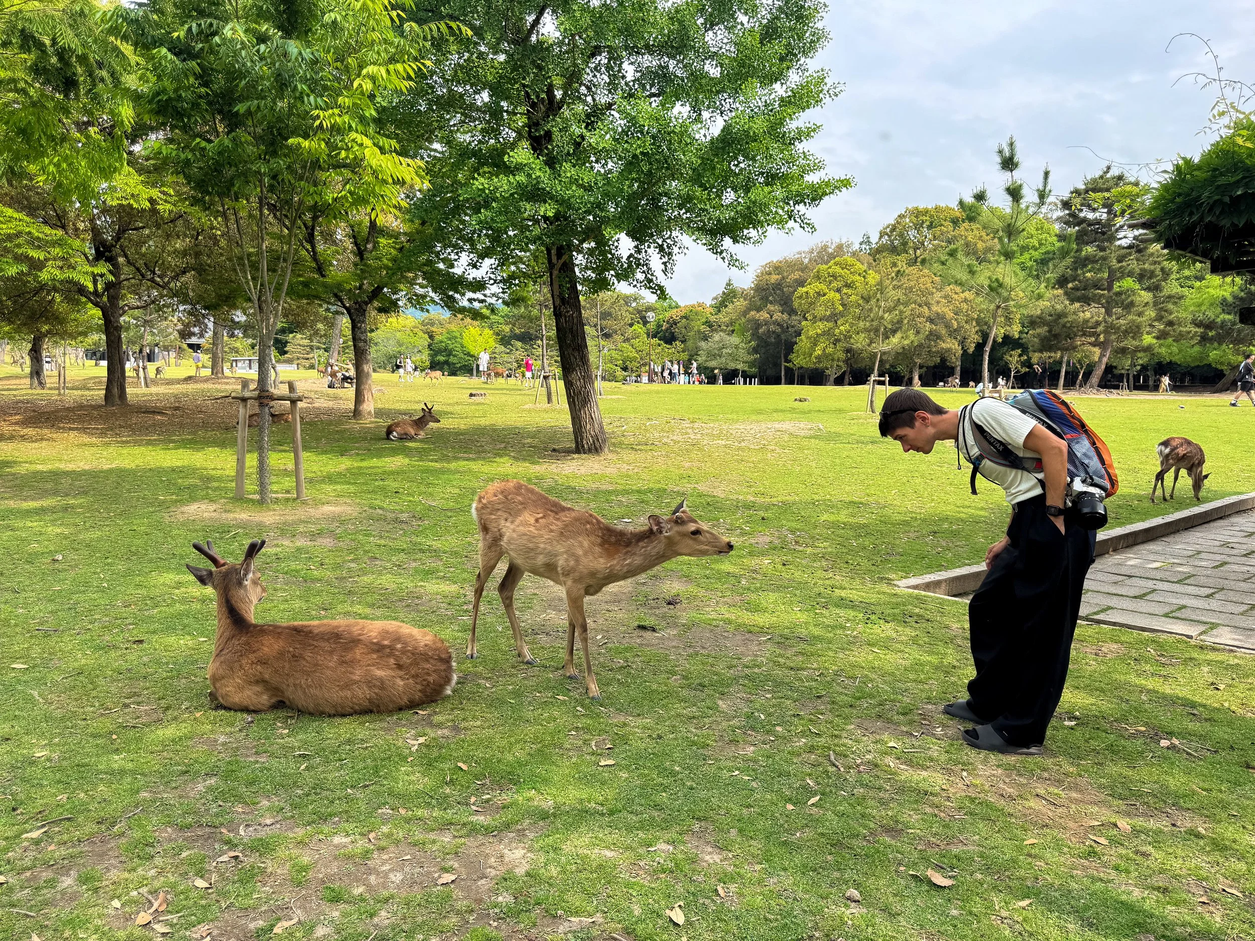 Nara_Deer_Park_06.jpg
