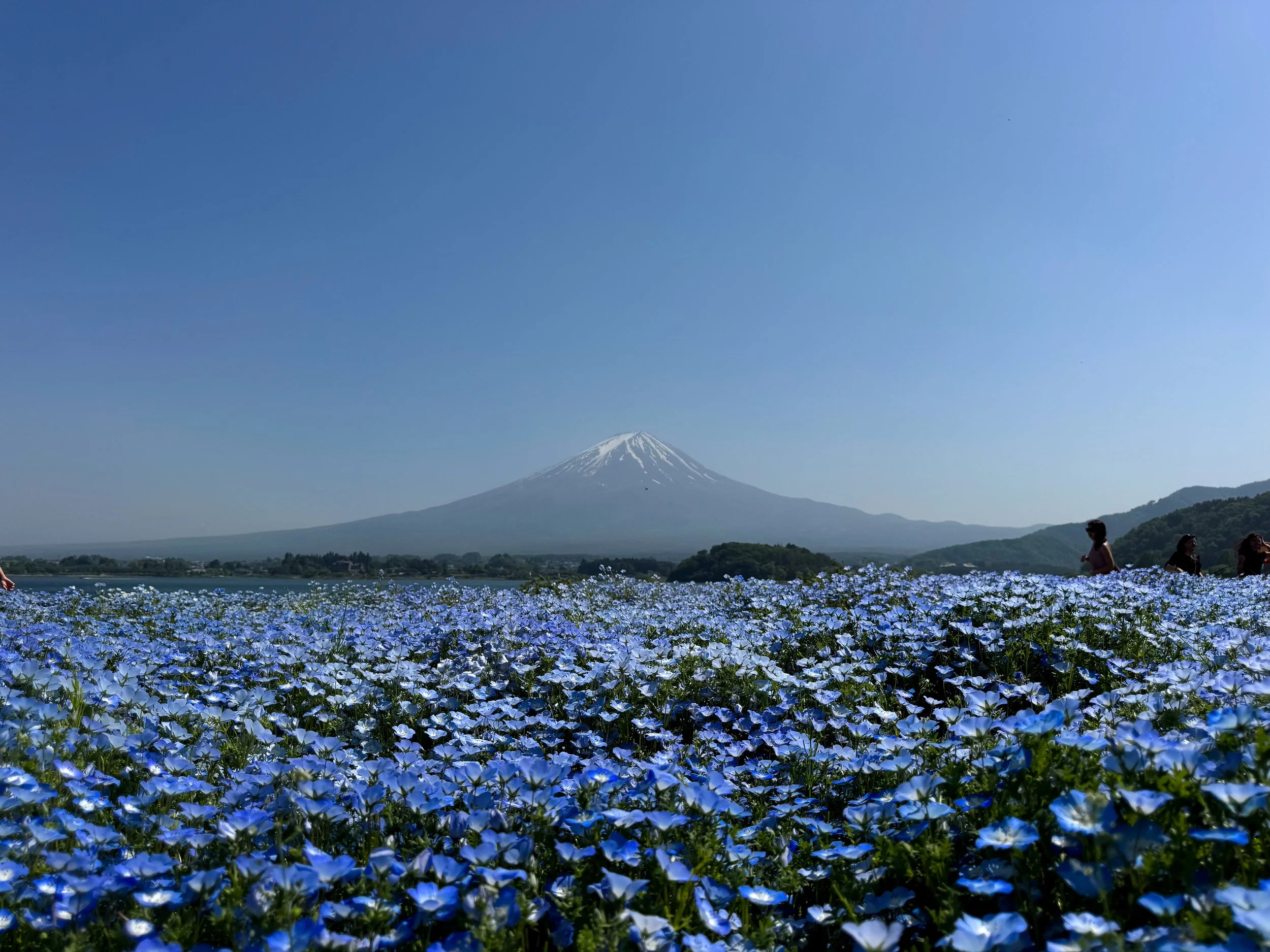 Mt_Fuji_Oishi_Park.jpg