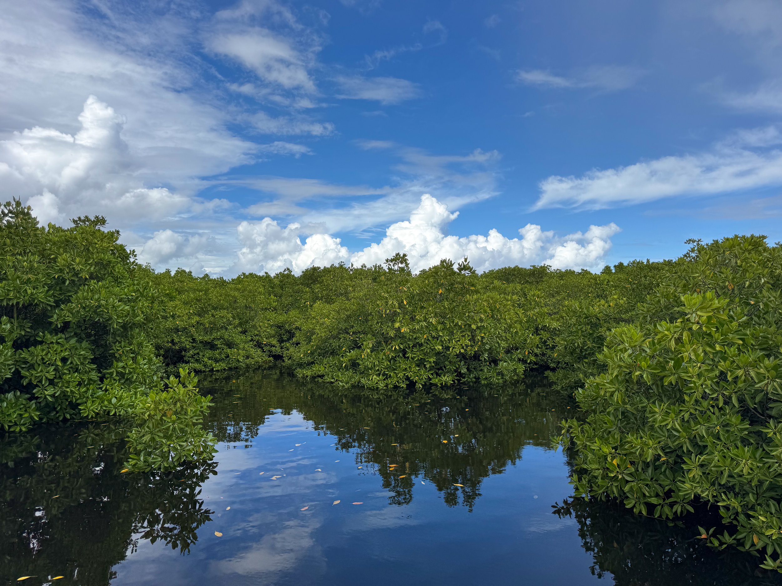 Del_Carmen_Mangrove_Boardwalk_04.jpg