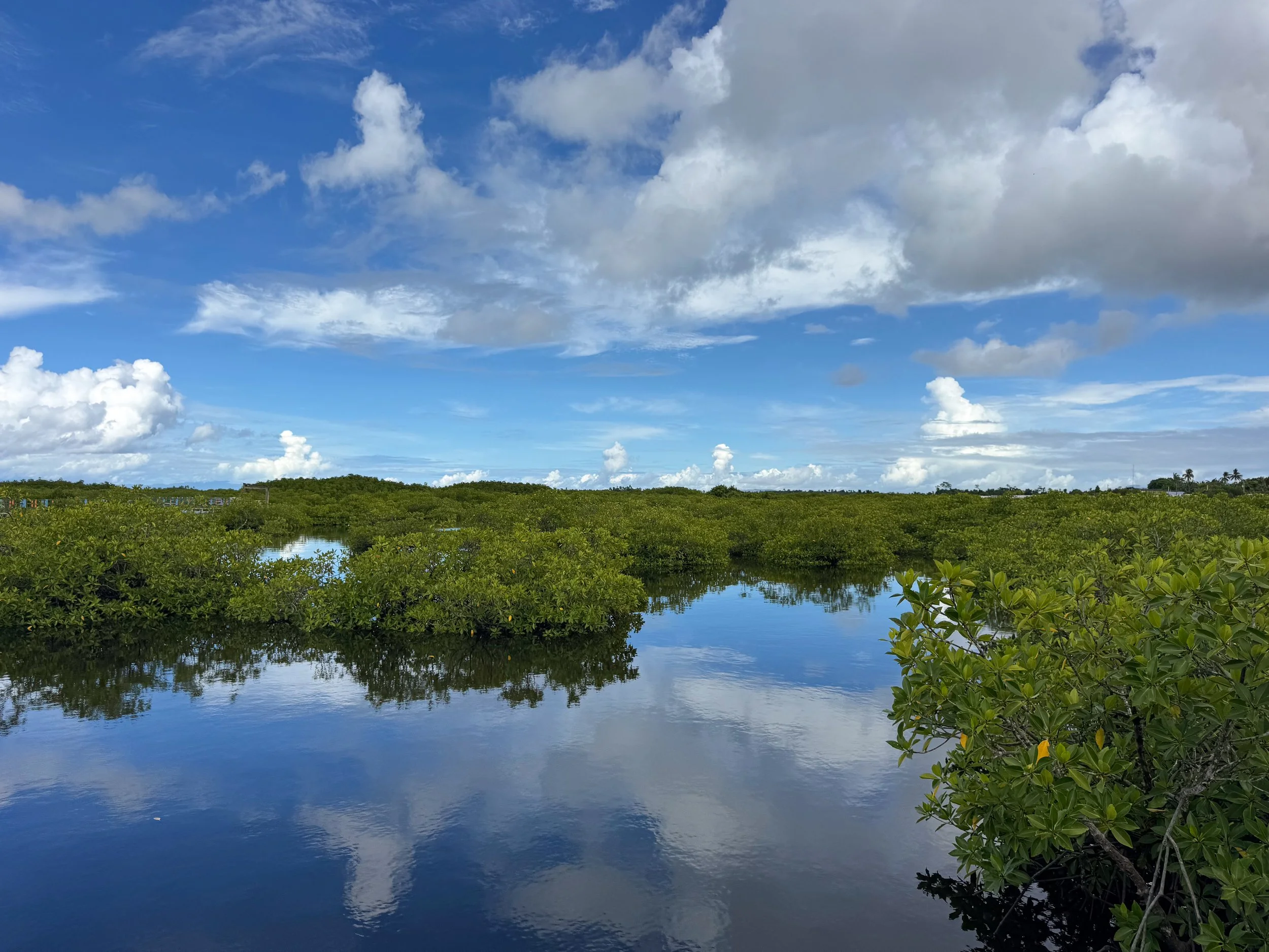 Del_Carmen_Mangrove_Boardwalk_06.jpg