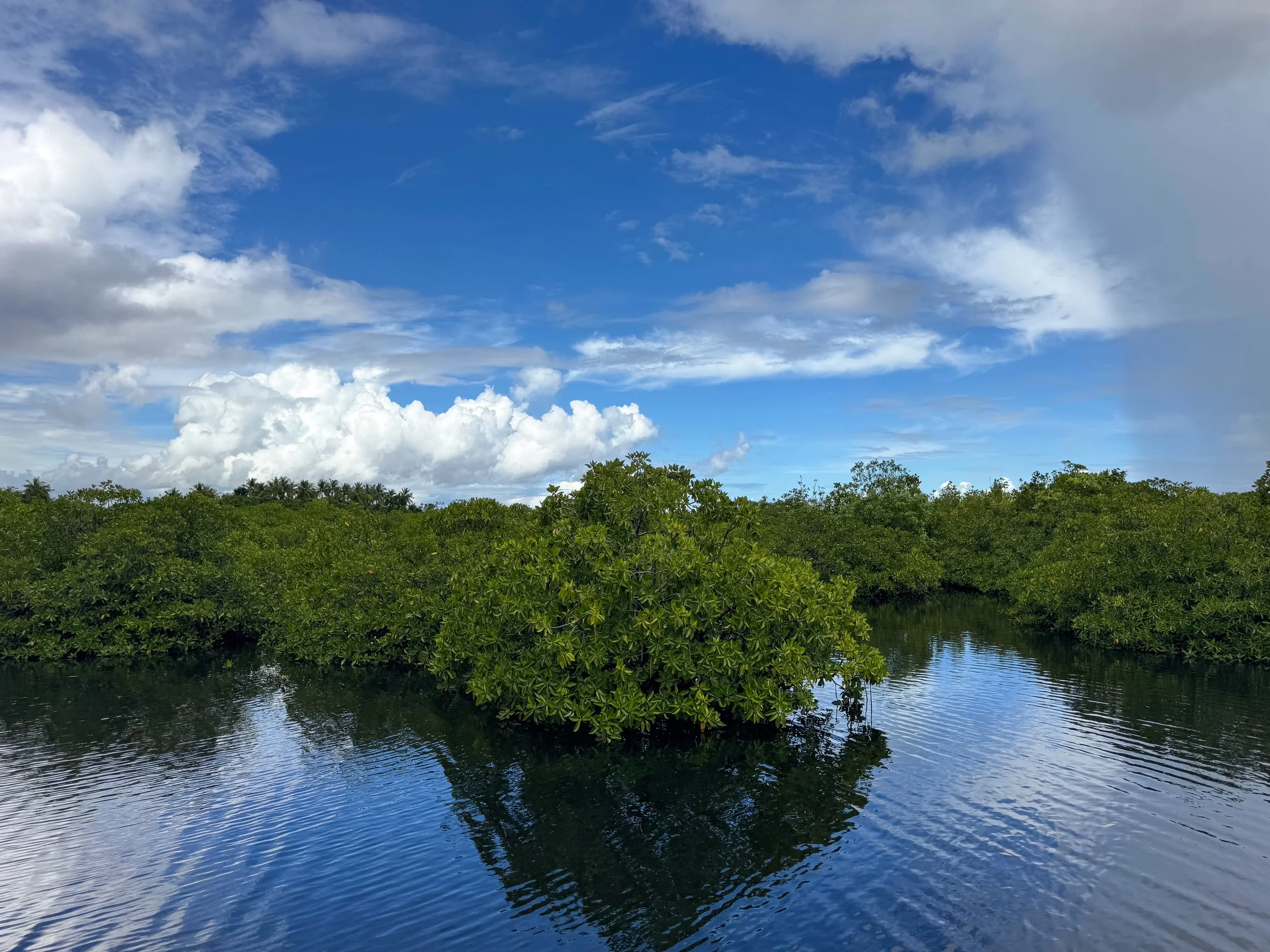 Del_Carmen_Mangrove_Boardwalk_05.jpg