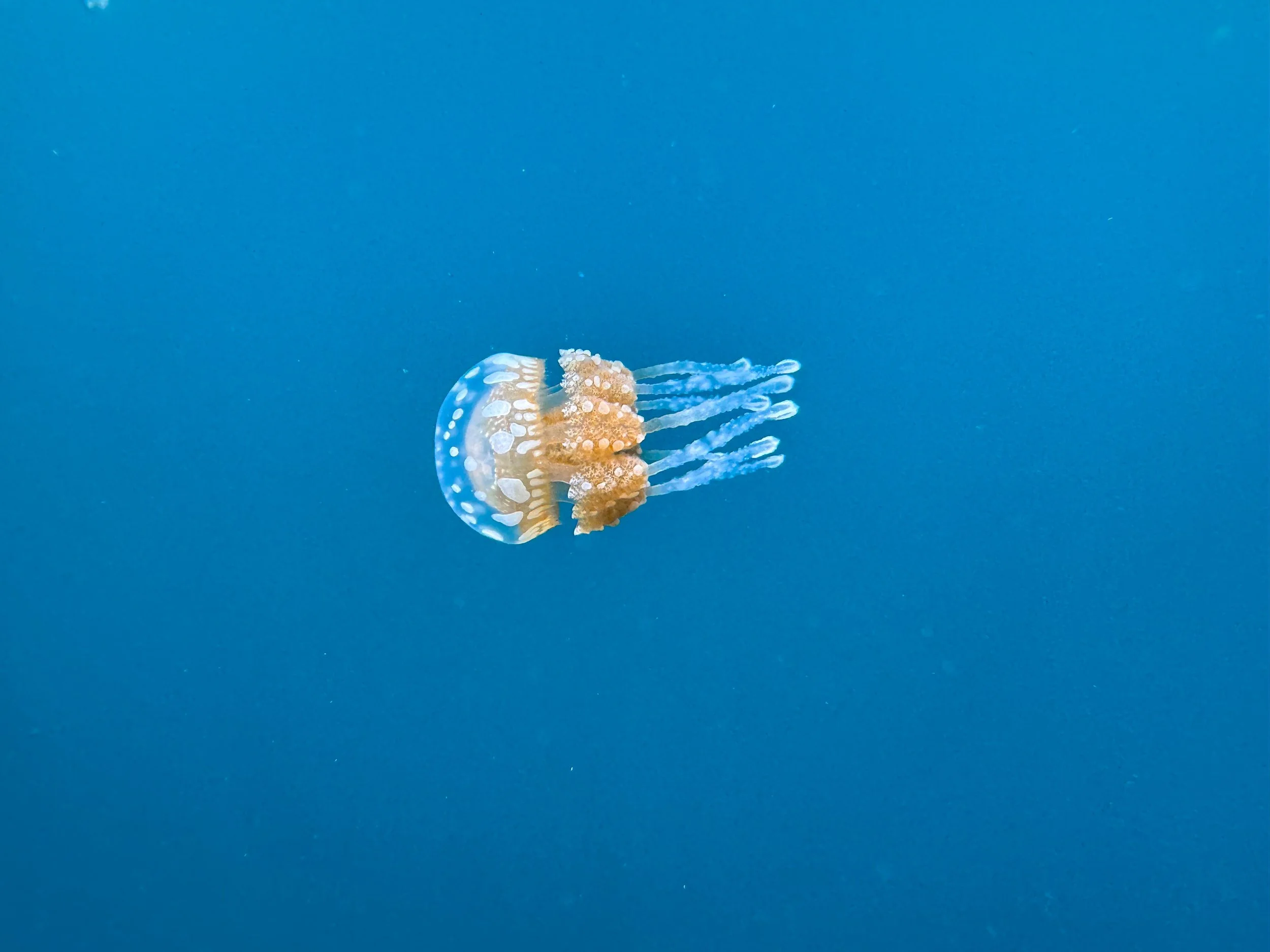 Sohoton_Jellyfish_Sanctuary_01.jpg