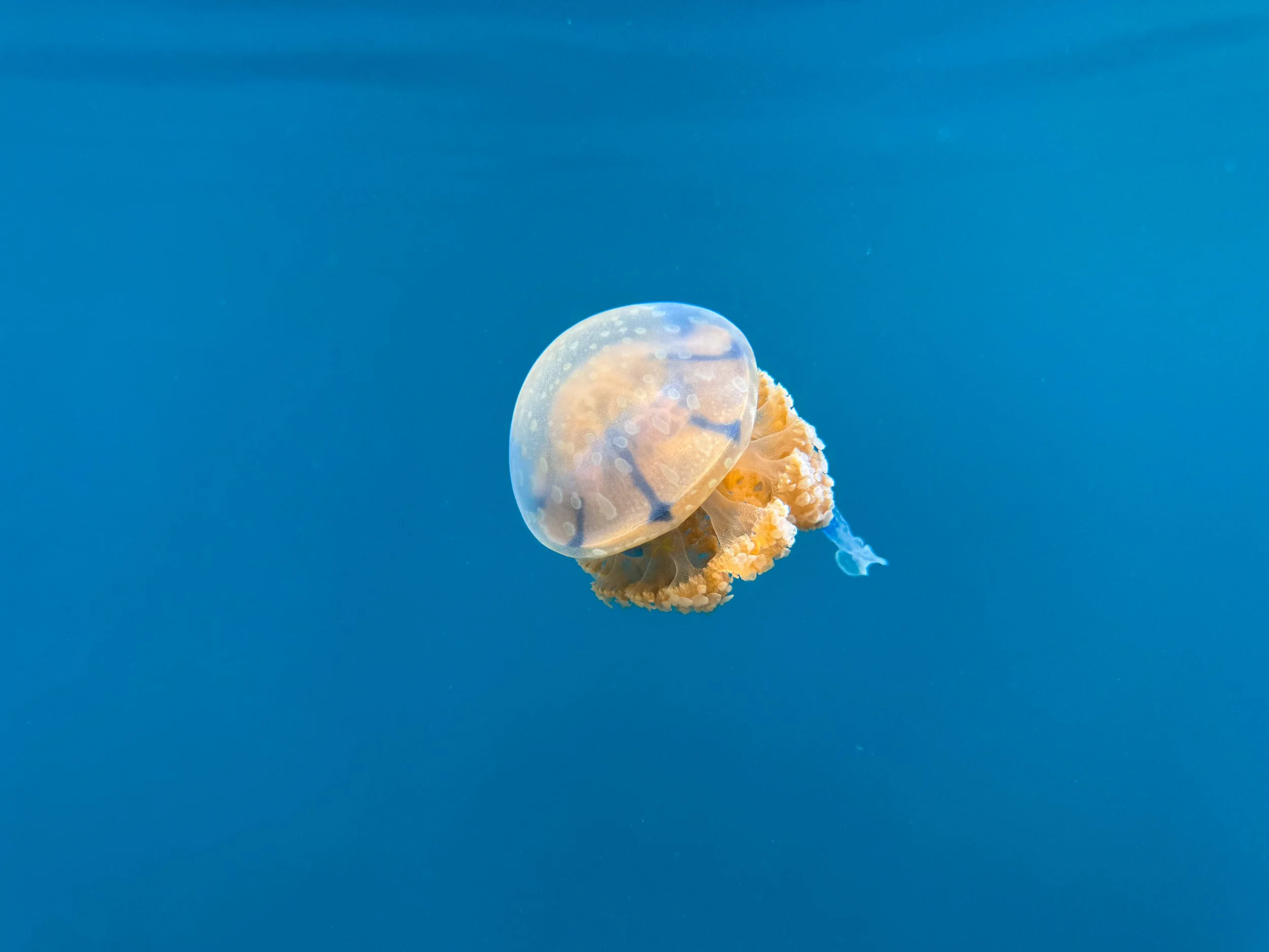 Sohoton_Jellyfish_Sanctuary_02.jpg