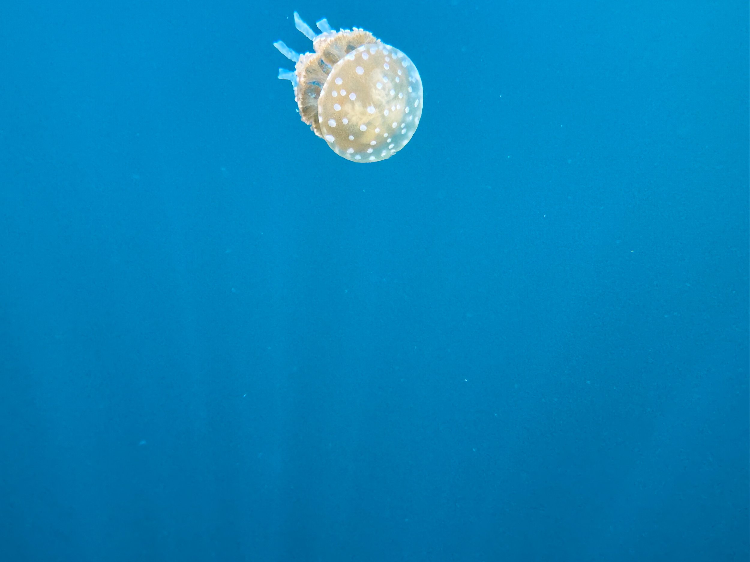 Sohoton_Jellyfish_Sanctuary_04.jpg