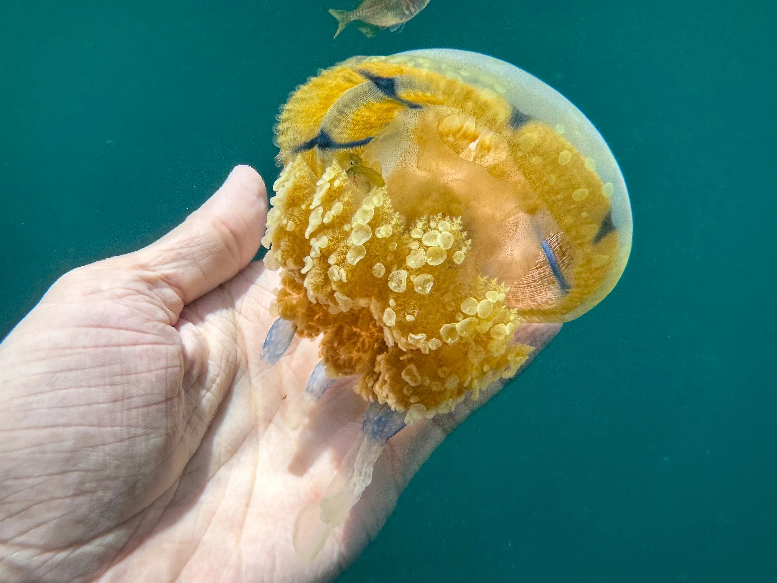 Sohoton_Jellyfish_Sanctuary_05.jpg