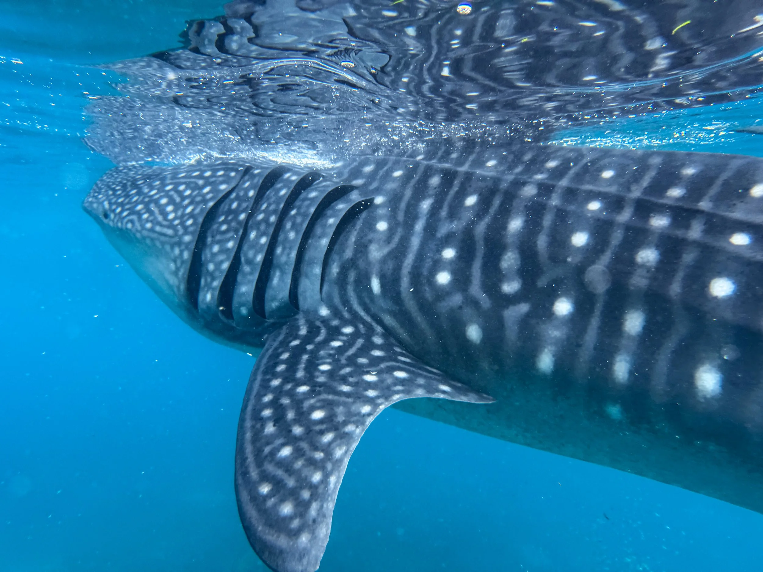 Oslob_Whale_Sharks_01.jpg