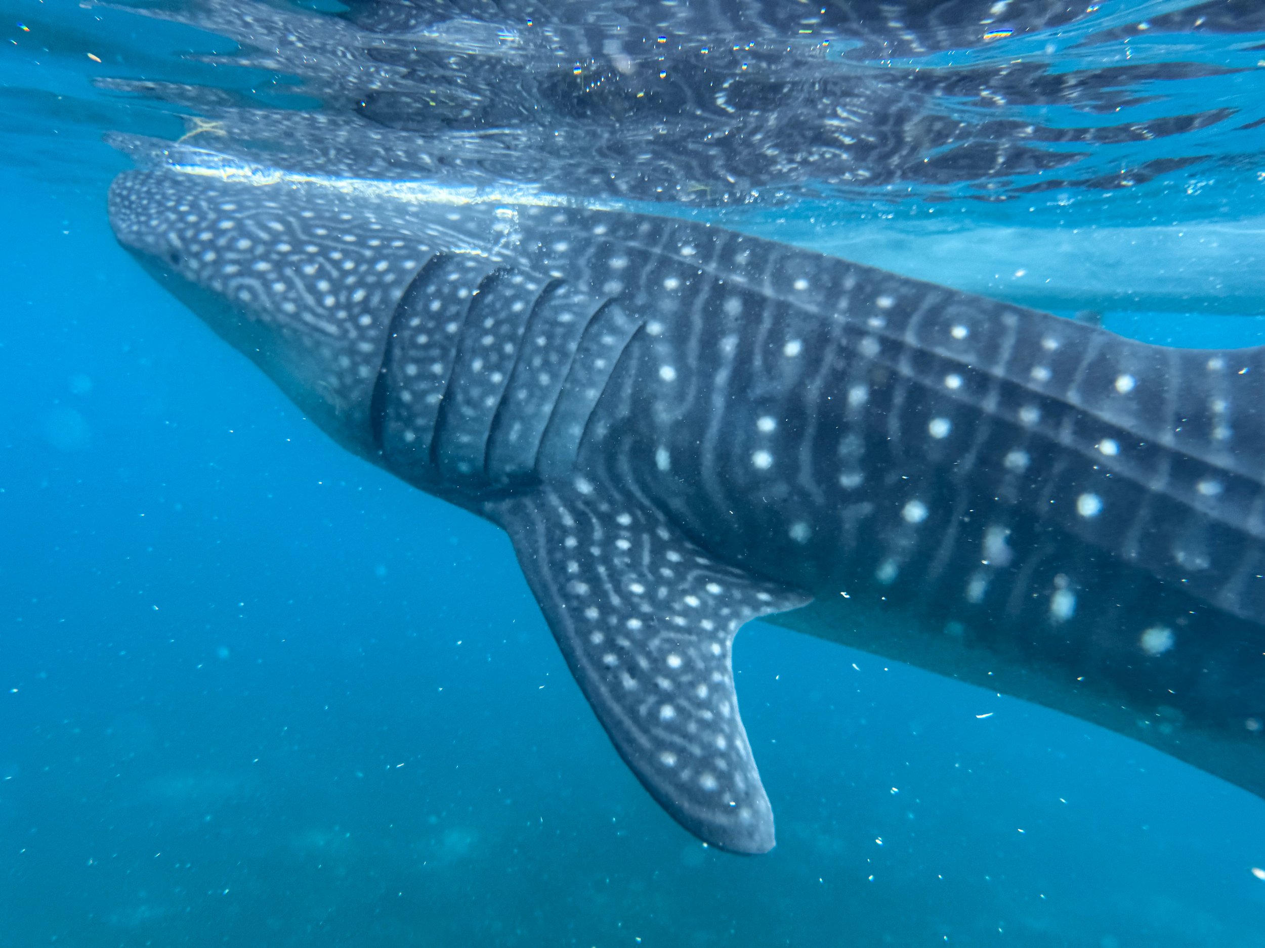Oslob_Whale_Sharks_02.jpg