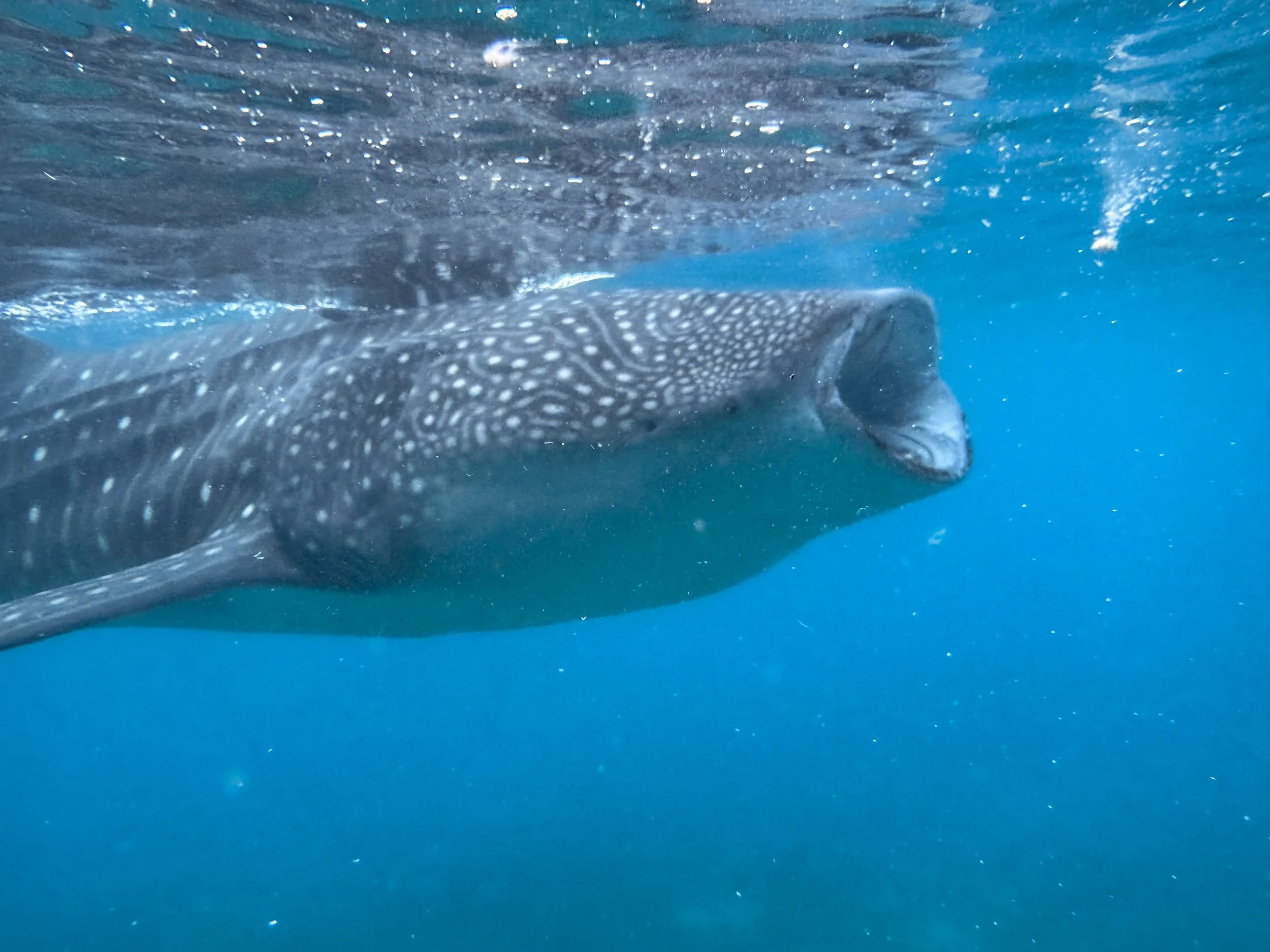 Oslob_Whale_Sharks_03.jpg