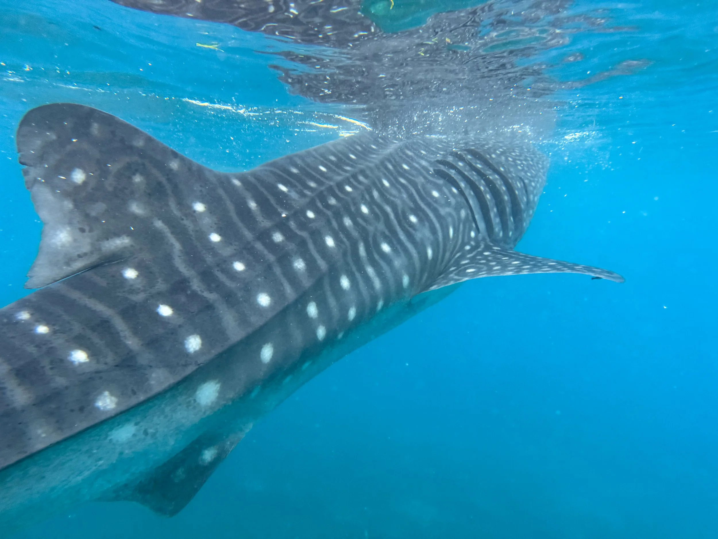 Oslob_Whale_Sharks_04.jpg