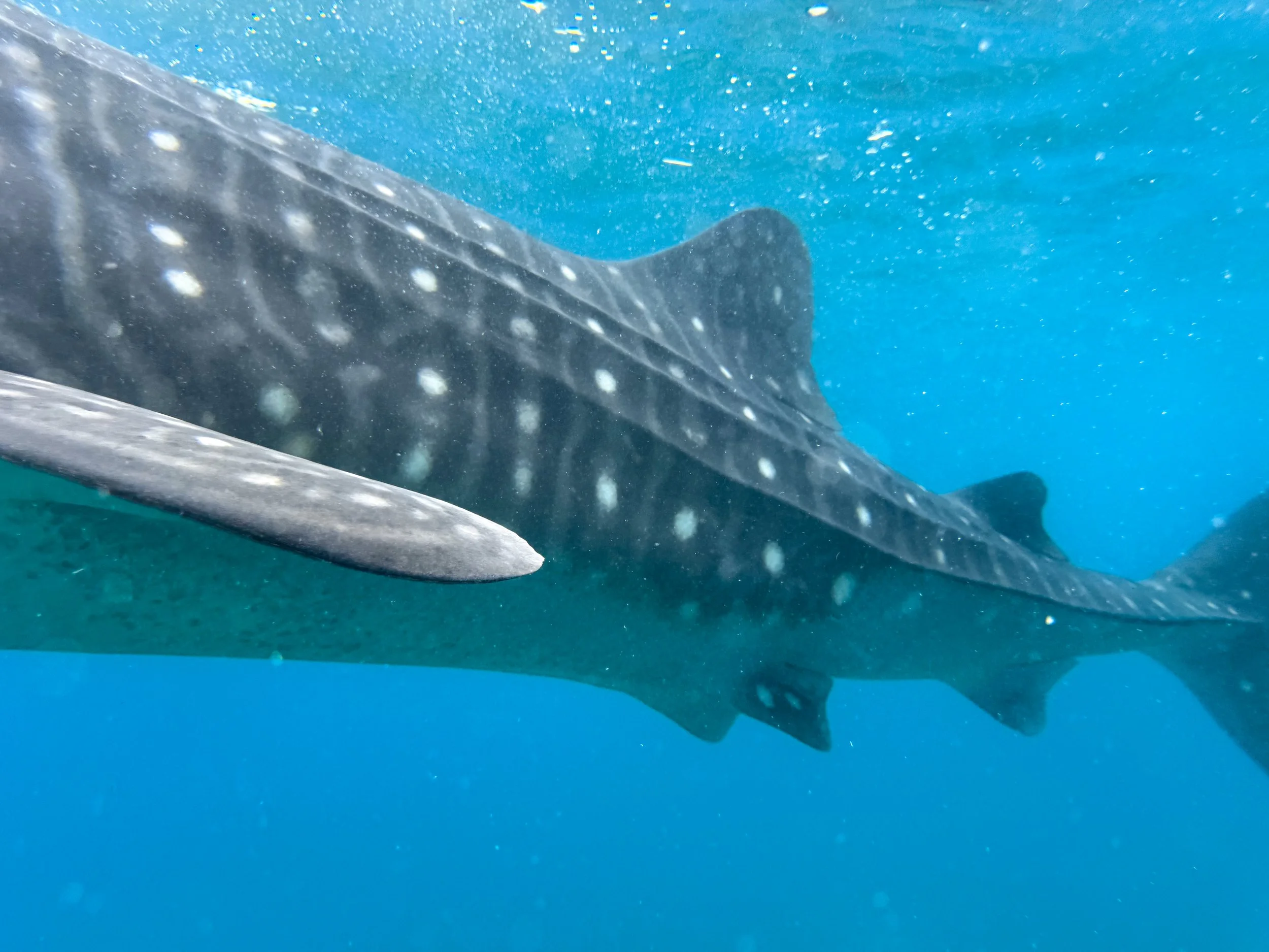 Oslob_Whale_Sharks_05.jpg