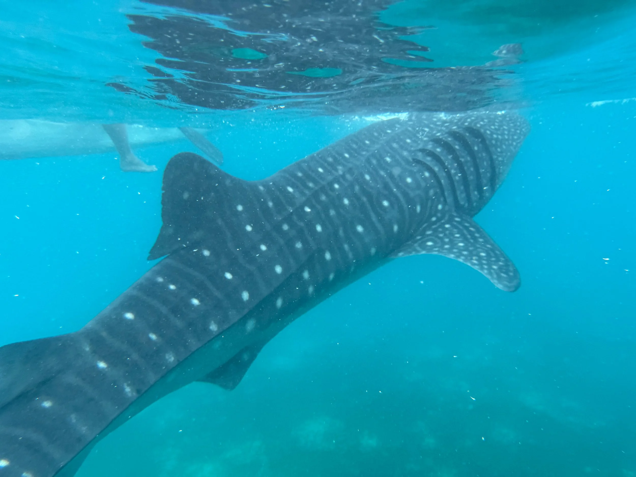 Oslob_Whale_Sharks_06.jpg