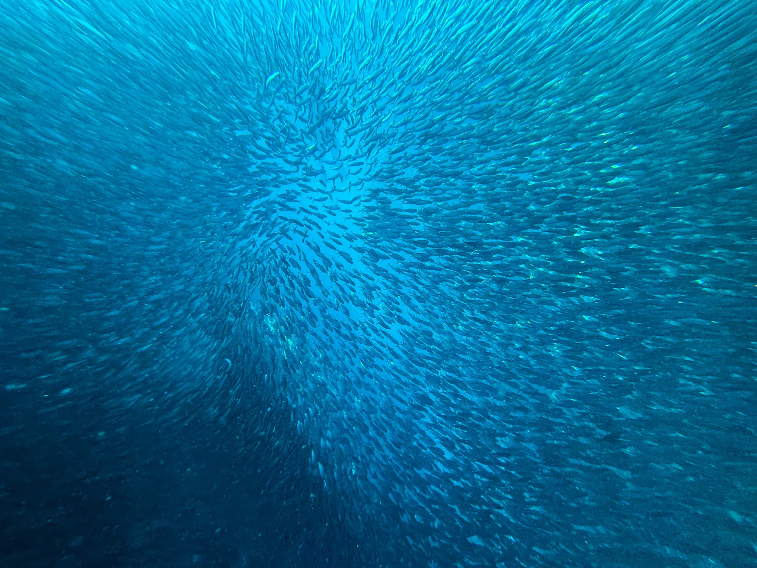 Moalboal_Sardine_Run_02.jpg