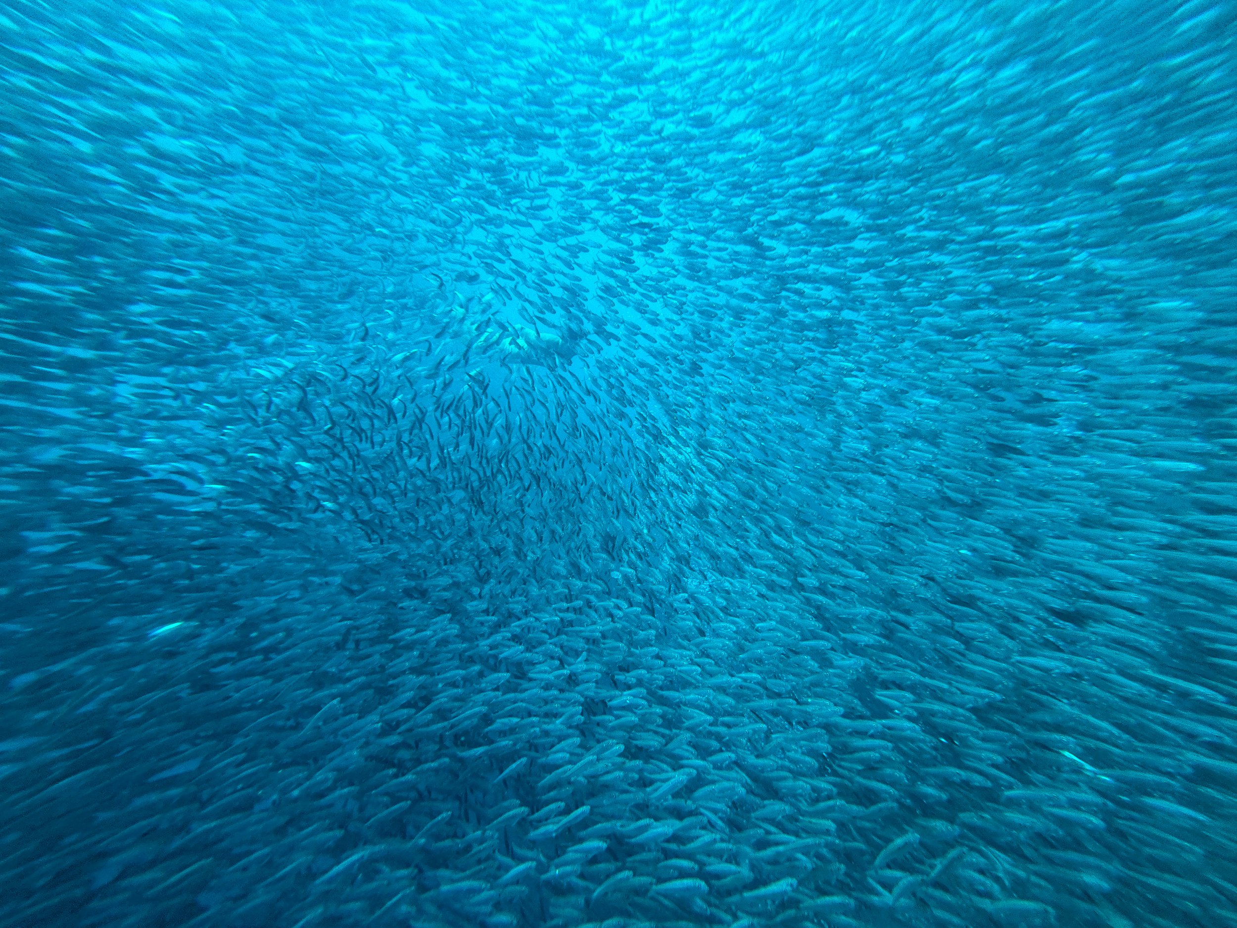 Moalboal_Sardine_Run_03.jpg